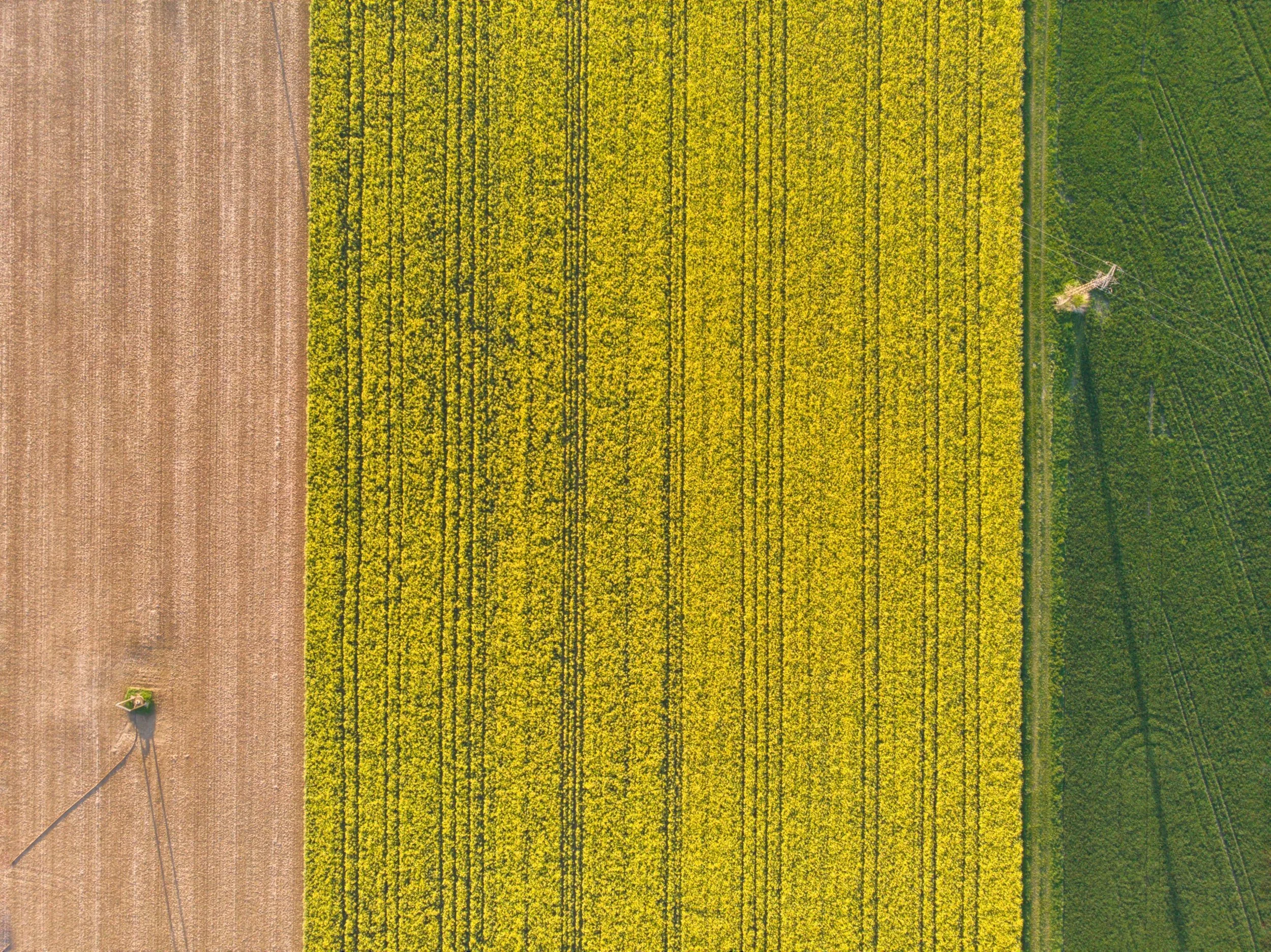 Aerial view of a large yellow flower field with a tractor and a plowed brown field on the left side and a green farm field on the right side.