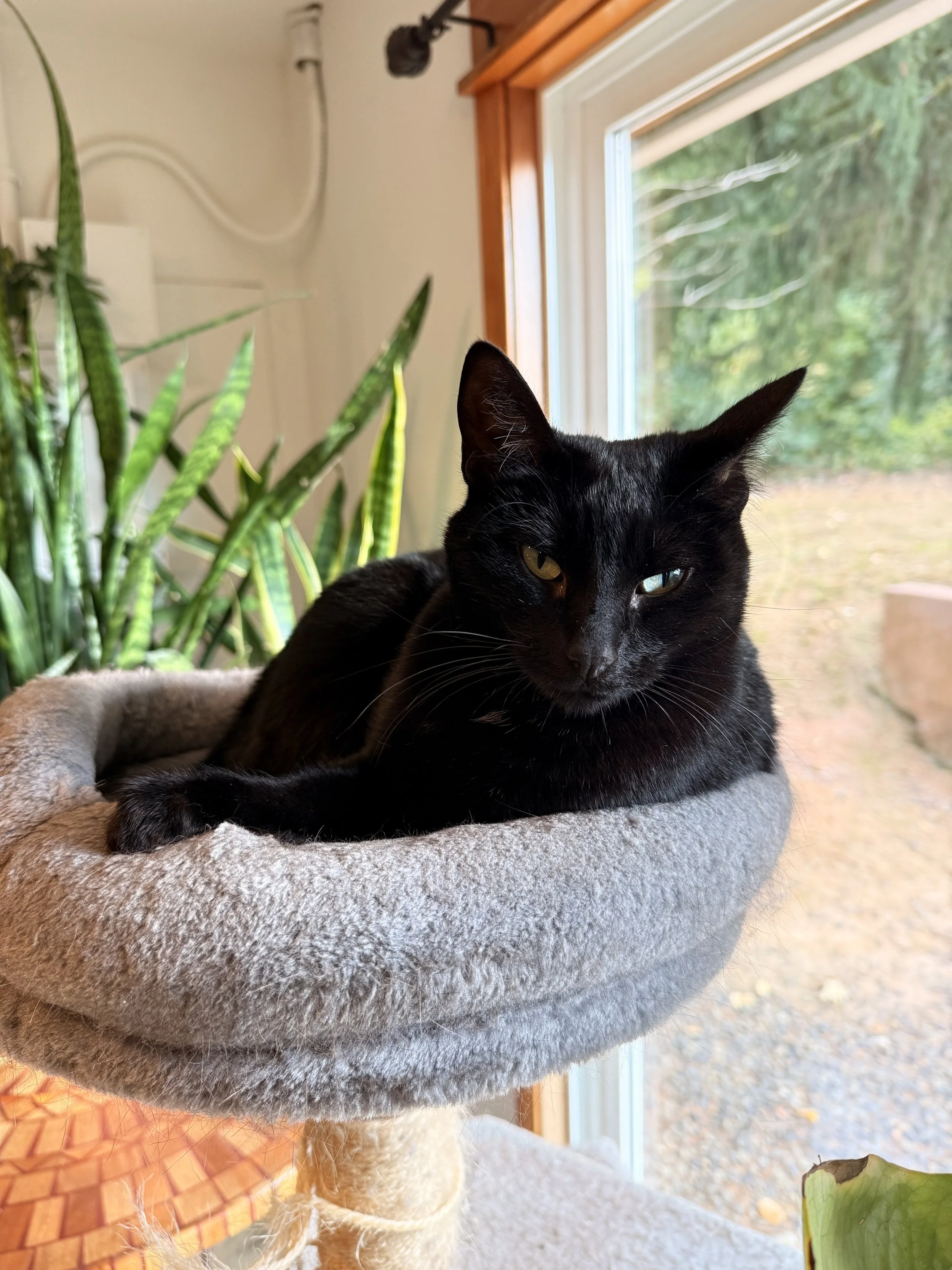 A black cat with yellow eyes is resting on a soft, gray, circular cat bed near a window with a view of greenery outside.