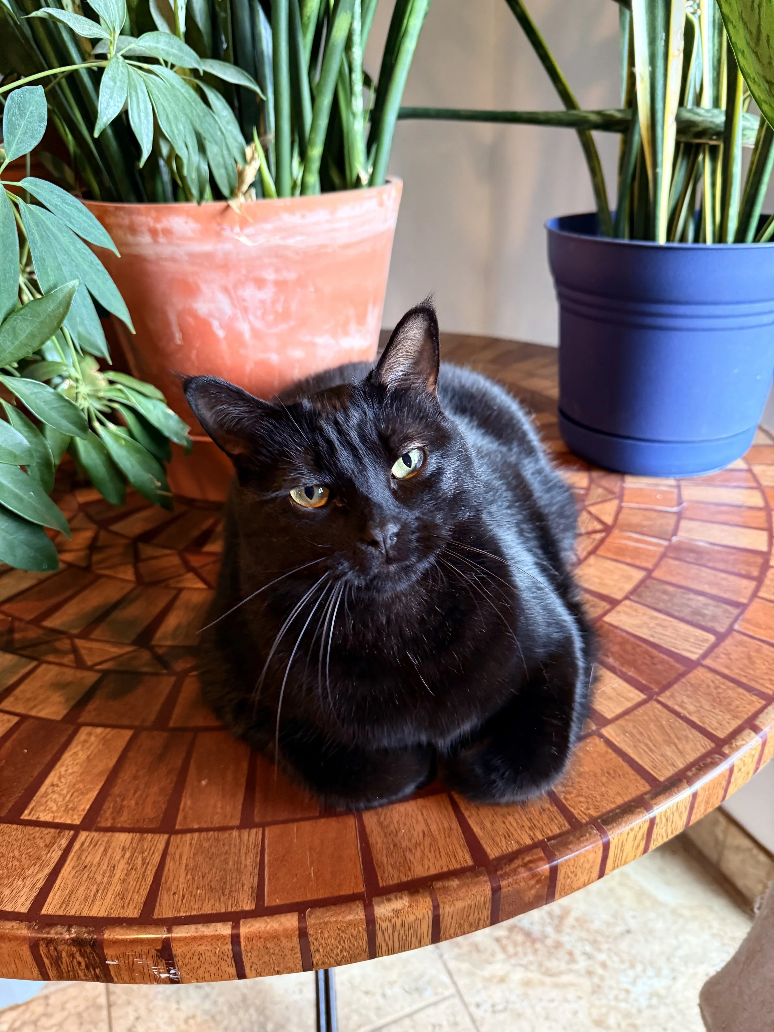 Black cat lying on a round wooden table near potted plants.