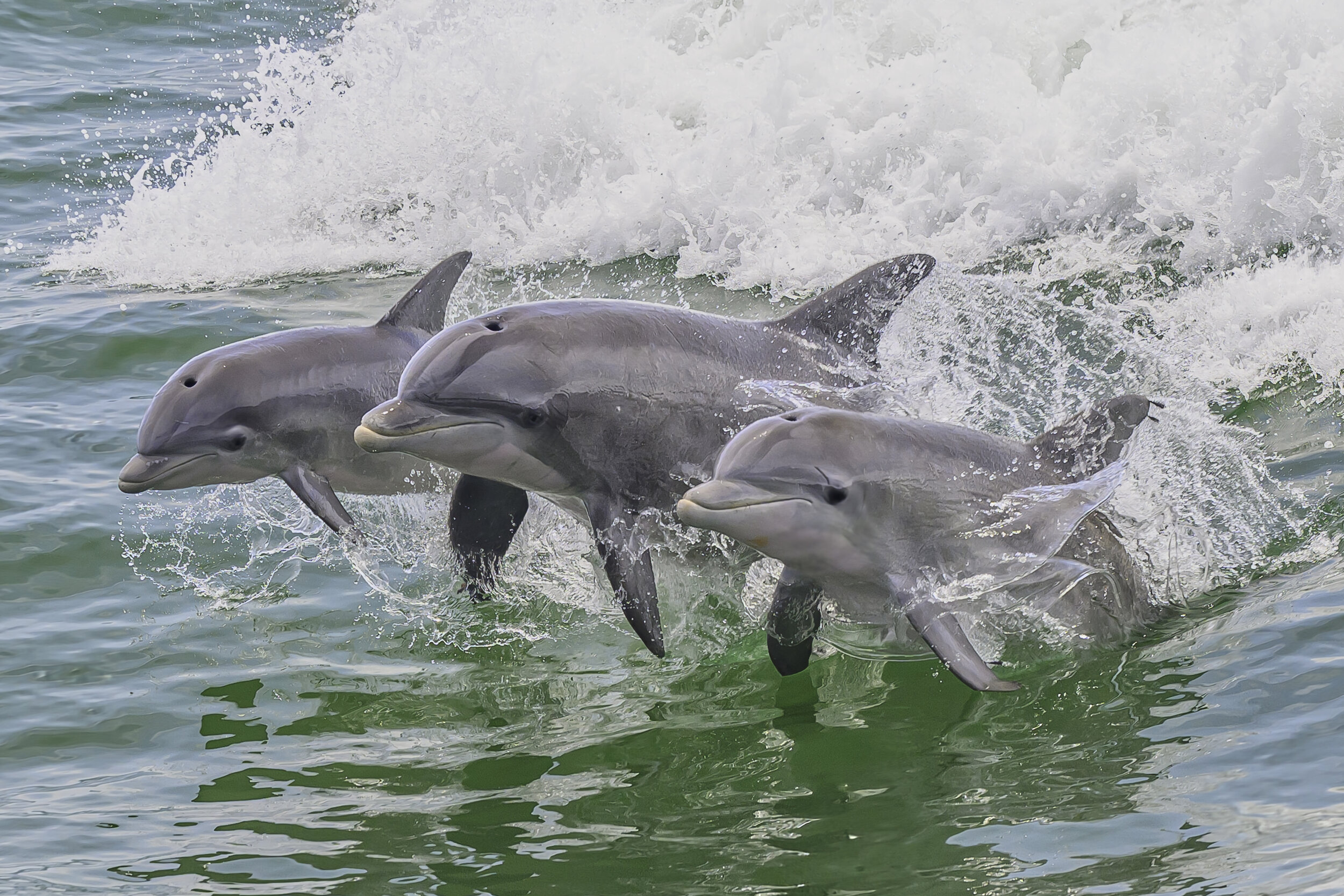 24x36 Canvas 3 Dolphins