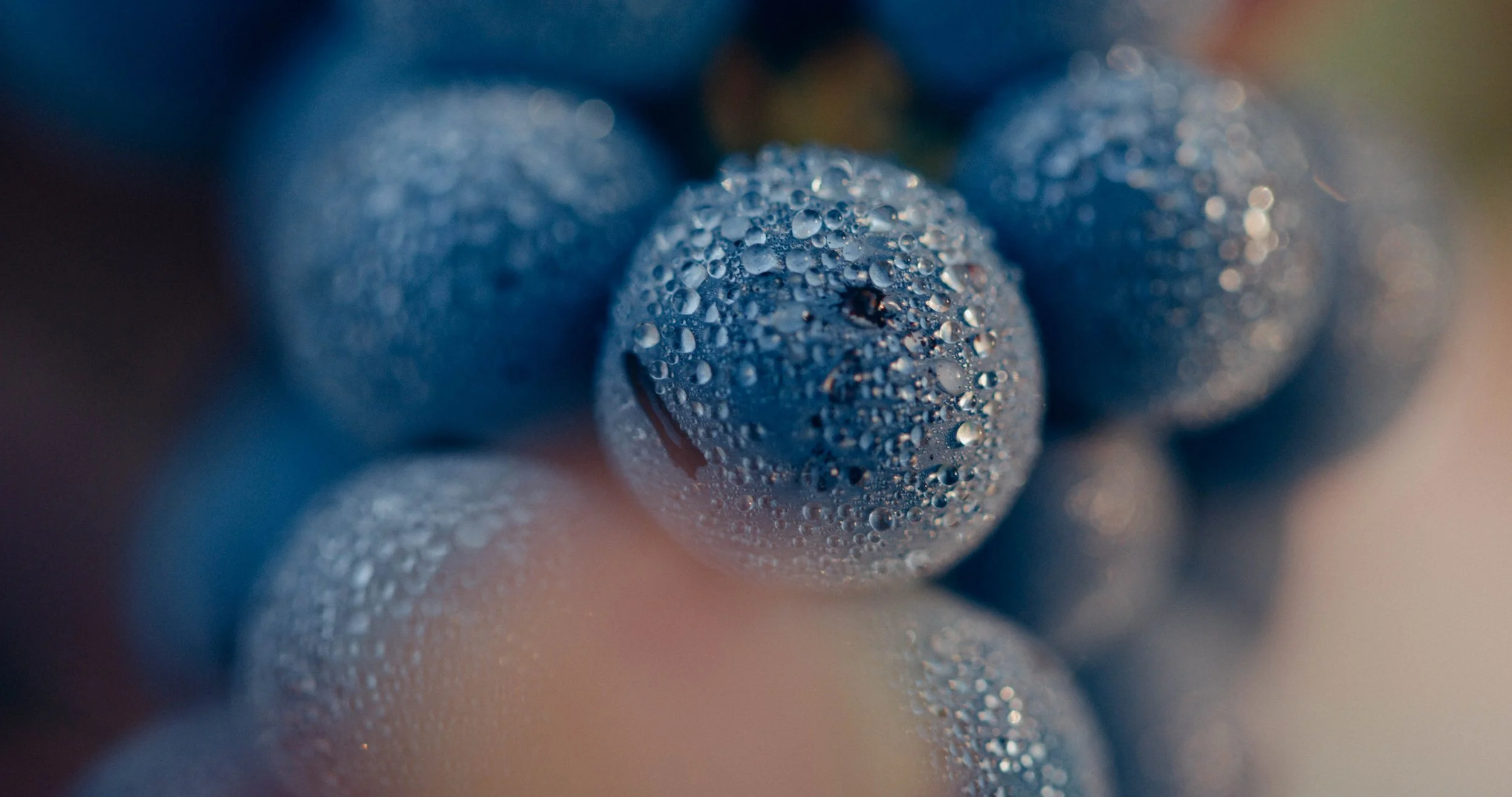 benoit_valerie_calvet_grape.jpg
