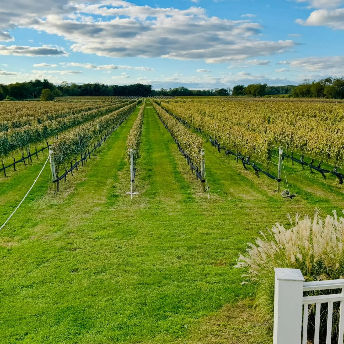 Behind every pour is research, intention, and a whole lot of passion. 

We do the work so every glass feels like a moment at the vineyard. That&rsquo;s the Aura way. 🍇