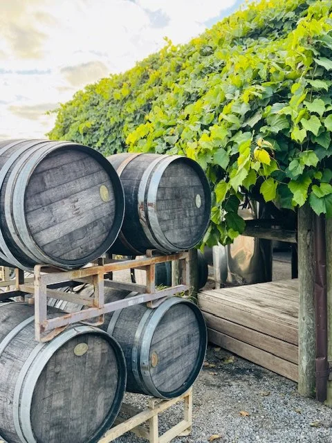 Wooden wine barrels stored outdoors next to grapevines on a vineyard.