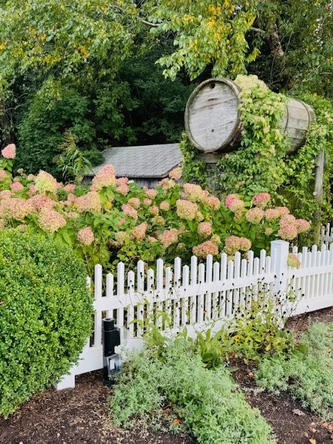 White picket fence with green bushes and pink hydrangea flowers in front of a wooden water barrel and a shed, surrounded by trees.