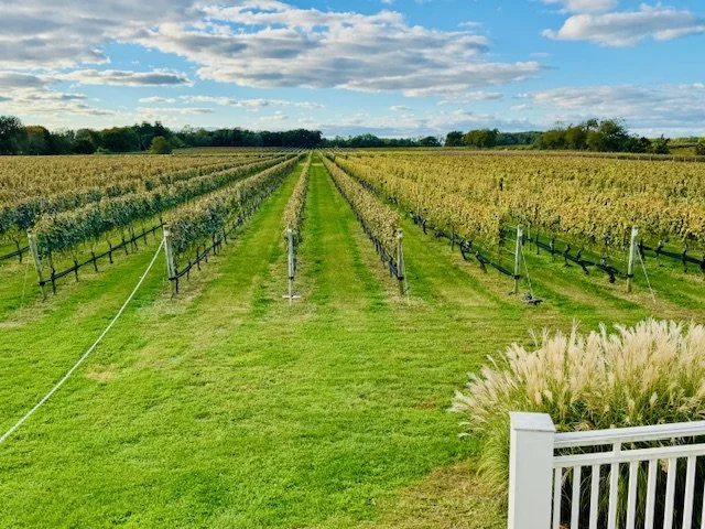 Vineyard with rows of grapevines under a partly cloudy sky, bordered by a white fence and a patch of ornamental grass in the foreground.