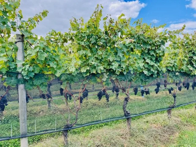 Vineyard with rows of grapevines and lush green leaves under a partly cloudy sky.