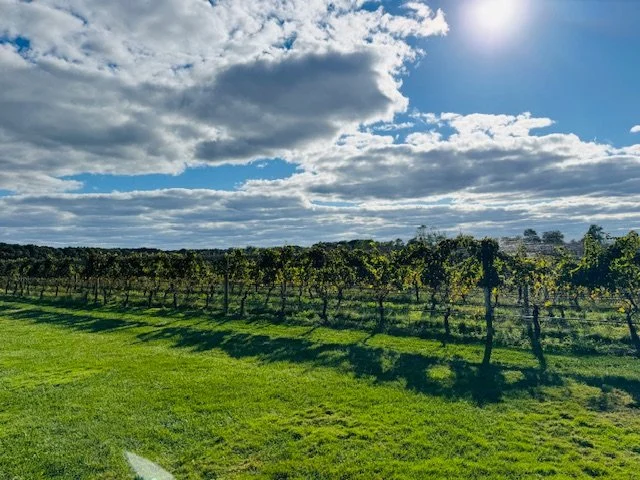 A vineyard with rows of grapevines under a partly cloudy sky, with the sun shining through clouds, casting shadows on the grassy ground.