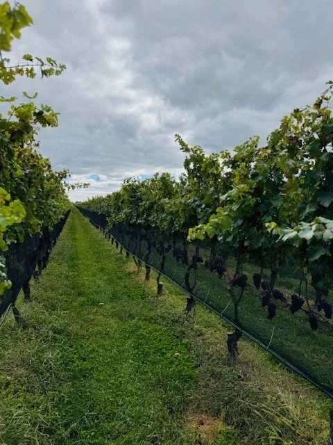 A vineyard with rows of grapevines under a cloudy sky.