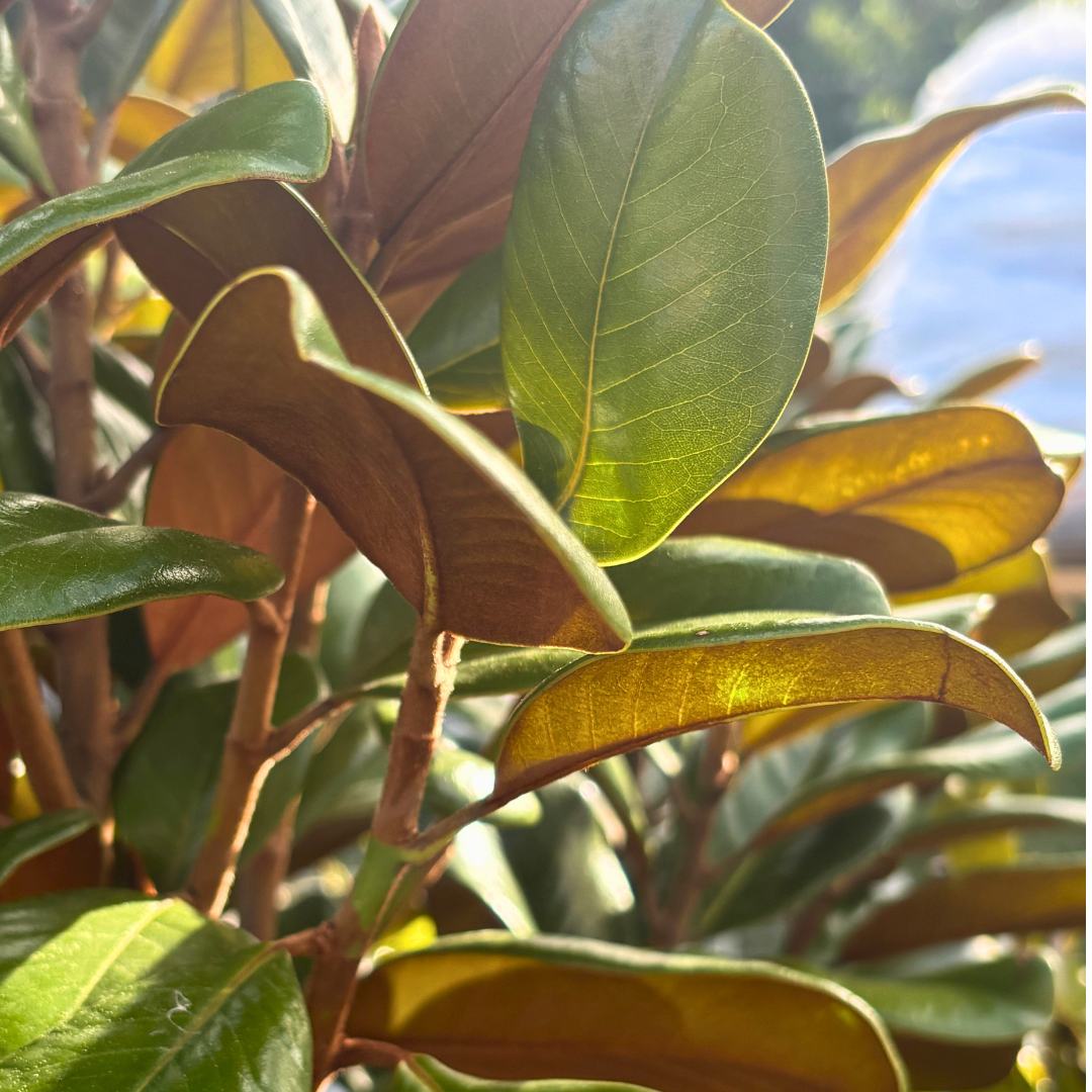 Close-up of magnolia leaves in warm sunlight.