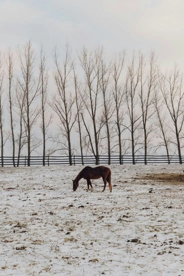 Rural lifestyle inspiration for Landrum Mill in Landrum, SC, featuring a horse in a quiet winter landscape.