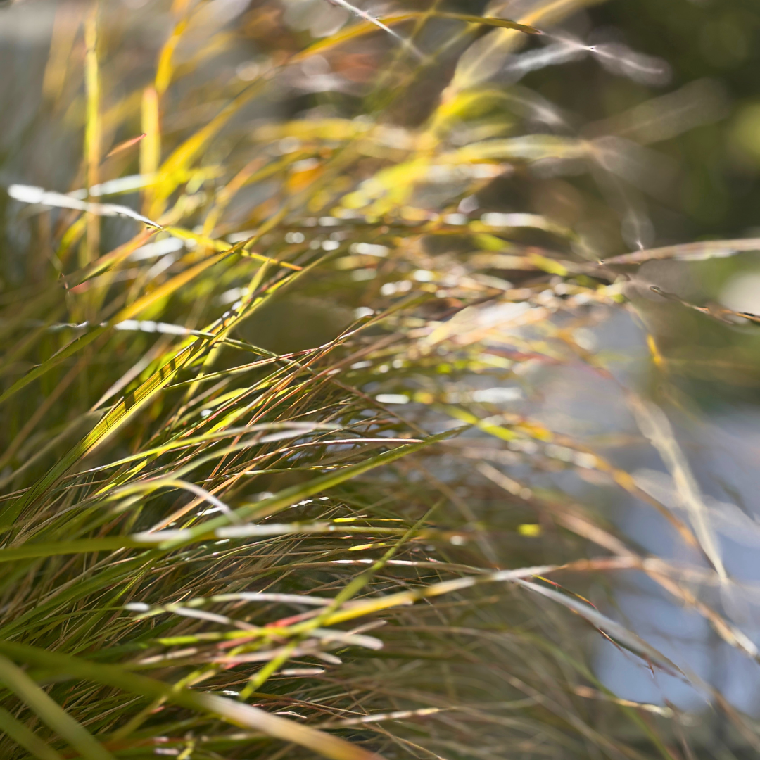 Close-up of wild grasses in warm sunlight.