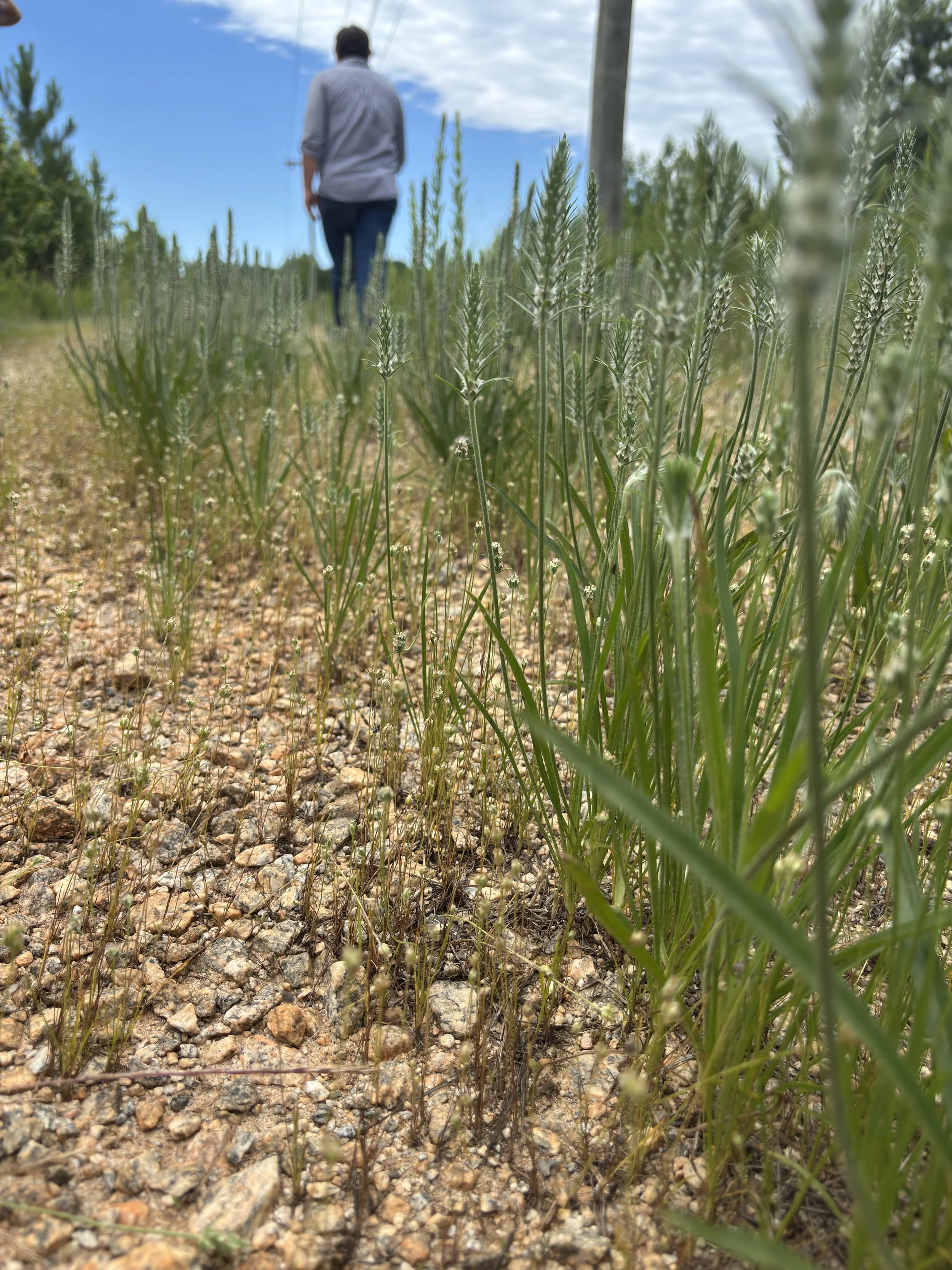 Red Dirt co-founder Beth walking the land at Clinton Commons in Clinton, SC, during site development.