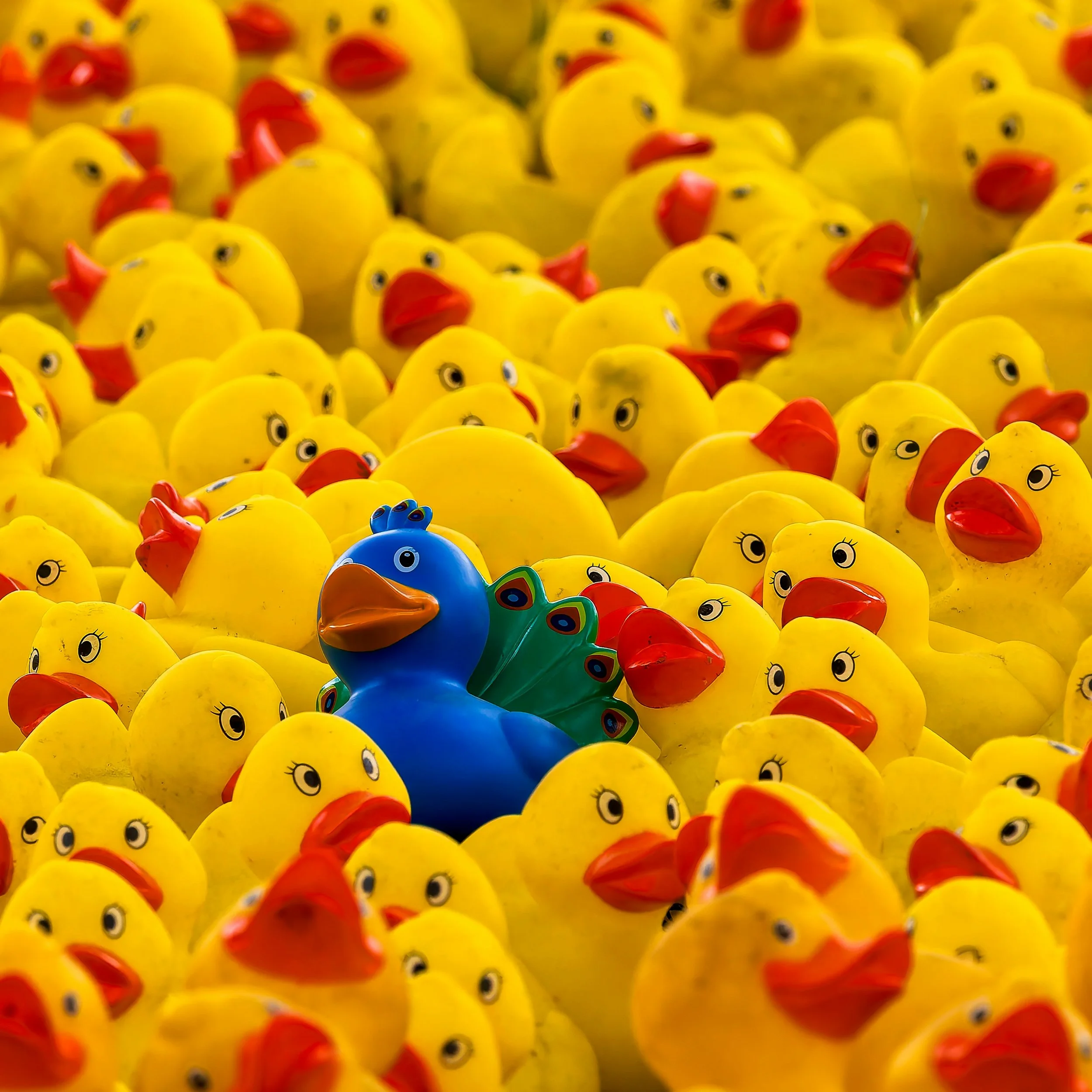In a sea of yellow rubbery ducks there is one blue duck that is a peacock