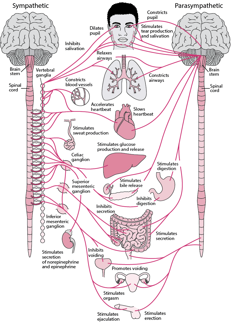 Diagram depicting the sympathetic and parasympathetic parts of the autonomic nervous system and functions of the body that each controls