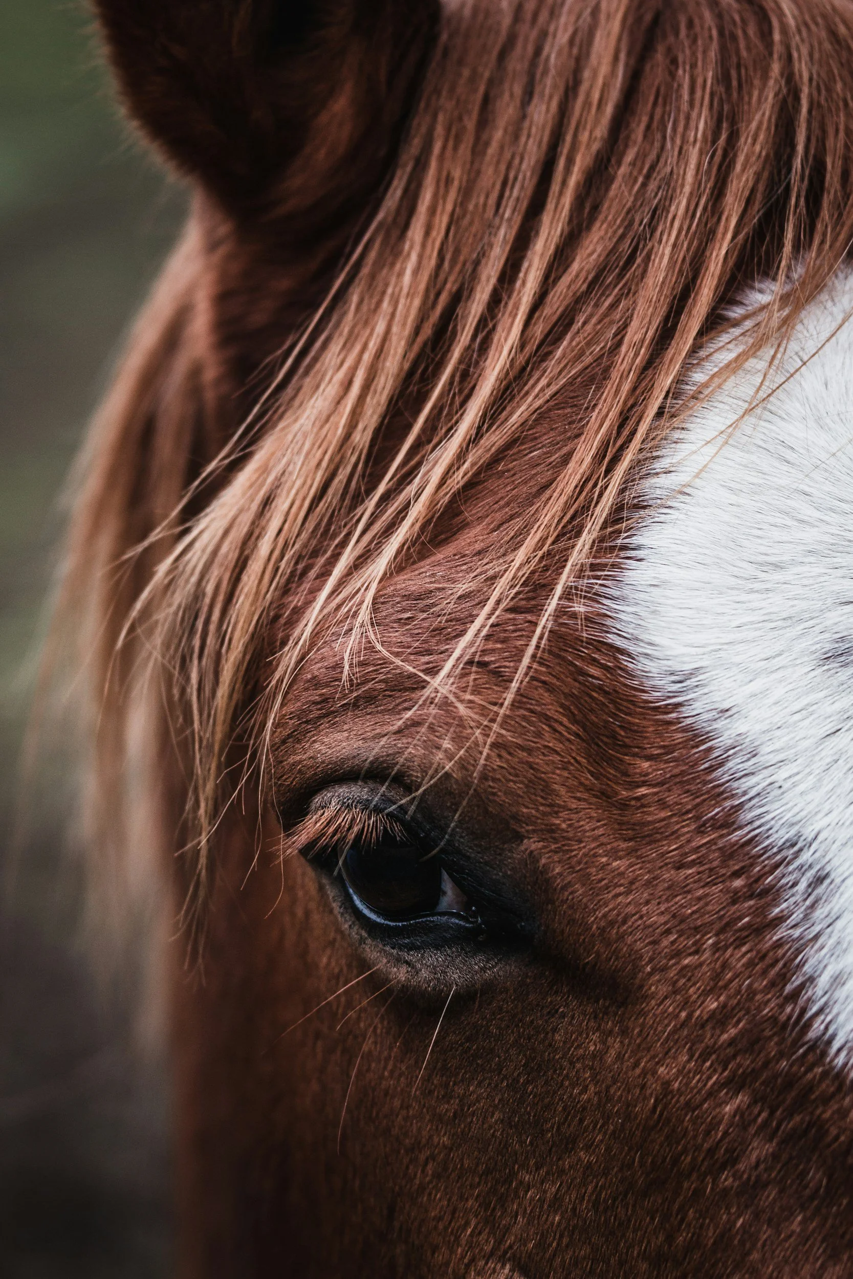 Waingake Horse Sports