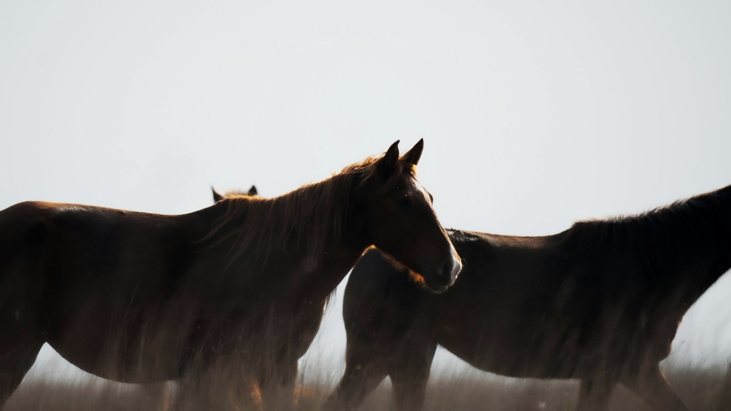 Healing With Horses Workshop
