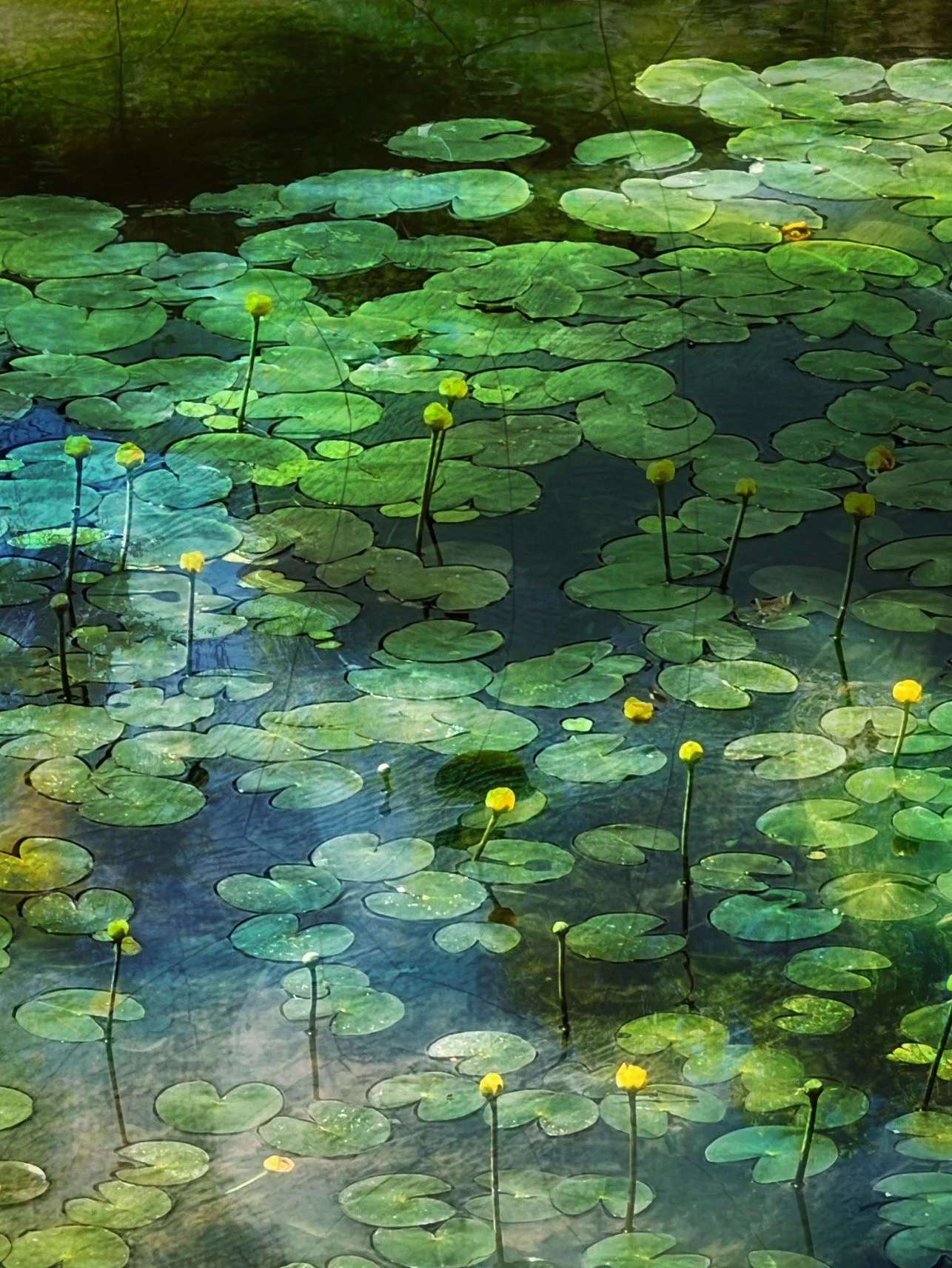 **NEW**
Lotus Lines #6 

The pops of yellow remind of the joy of spring blossoms popping up all around