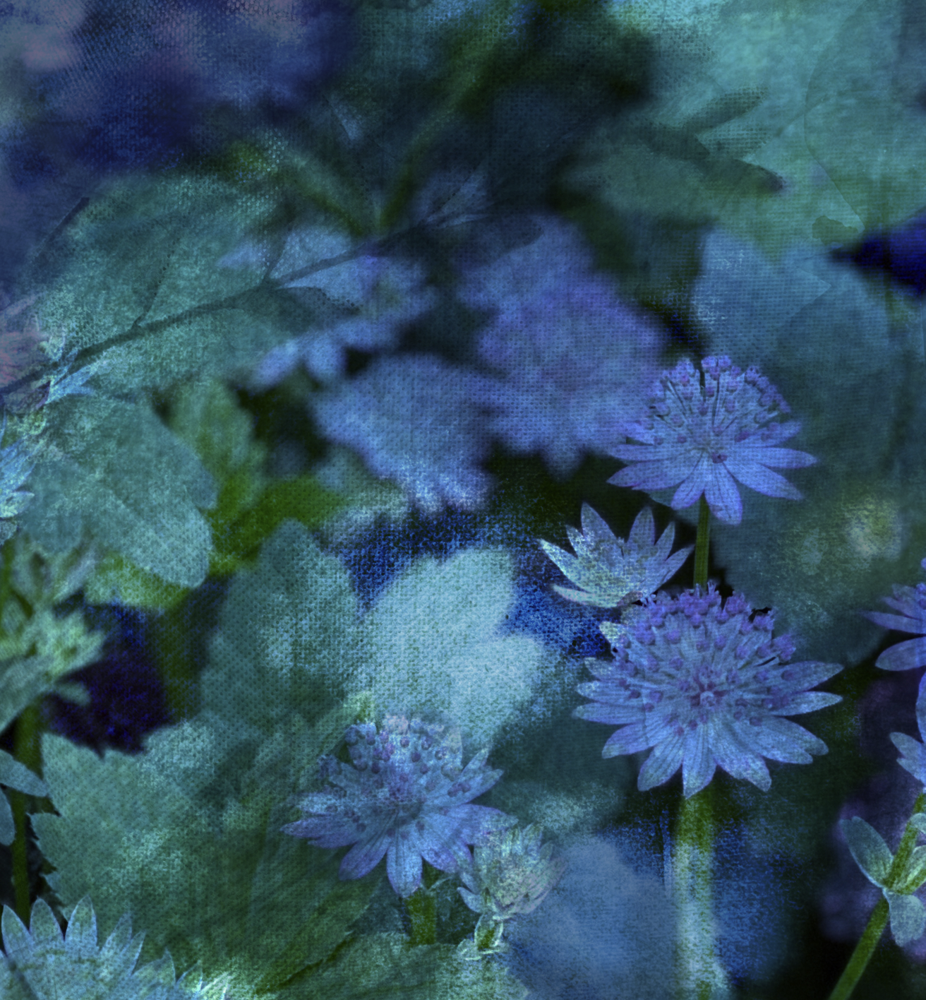 Awoke to Blue
