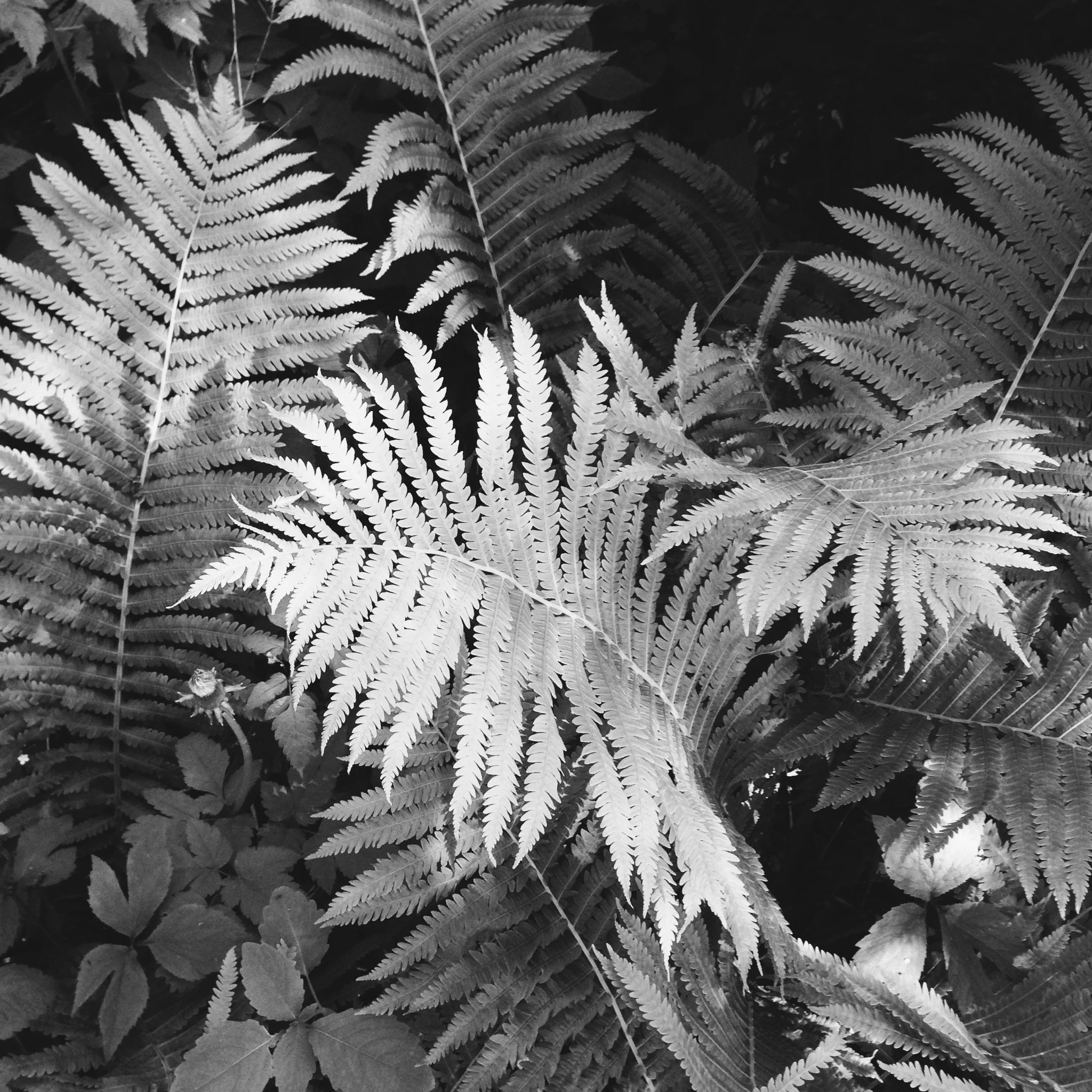 and the ferns whispered your name.jpg