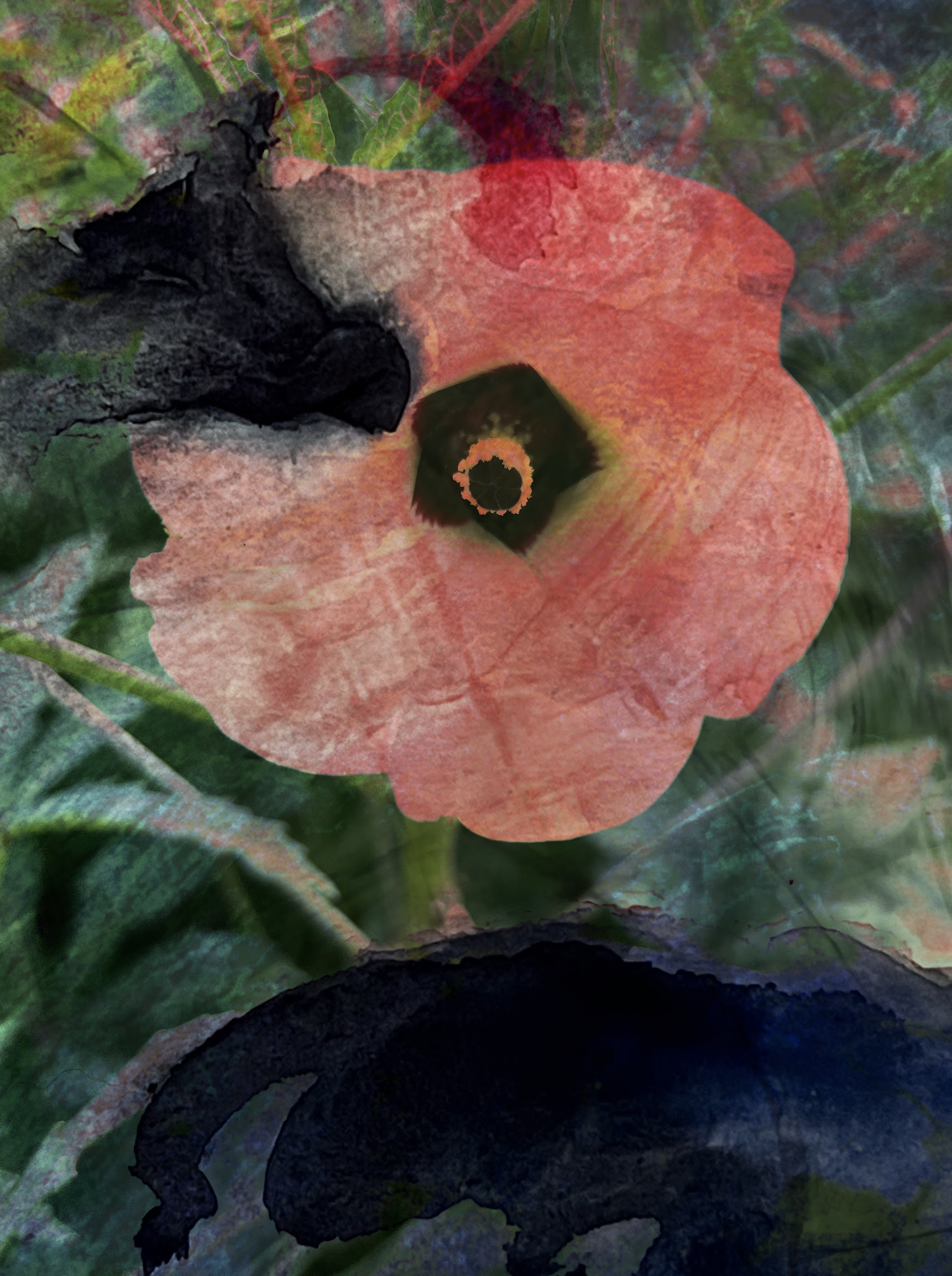 Poppy