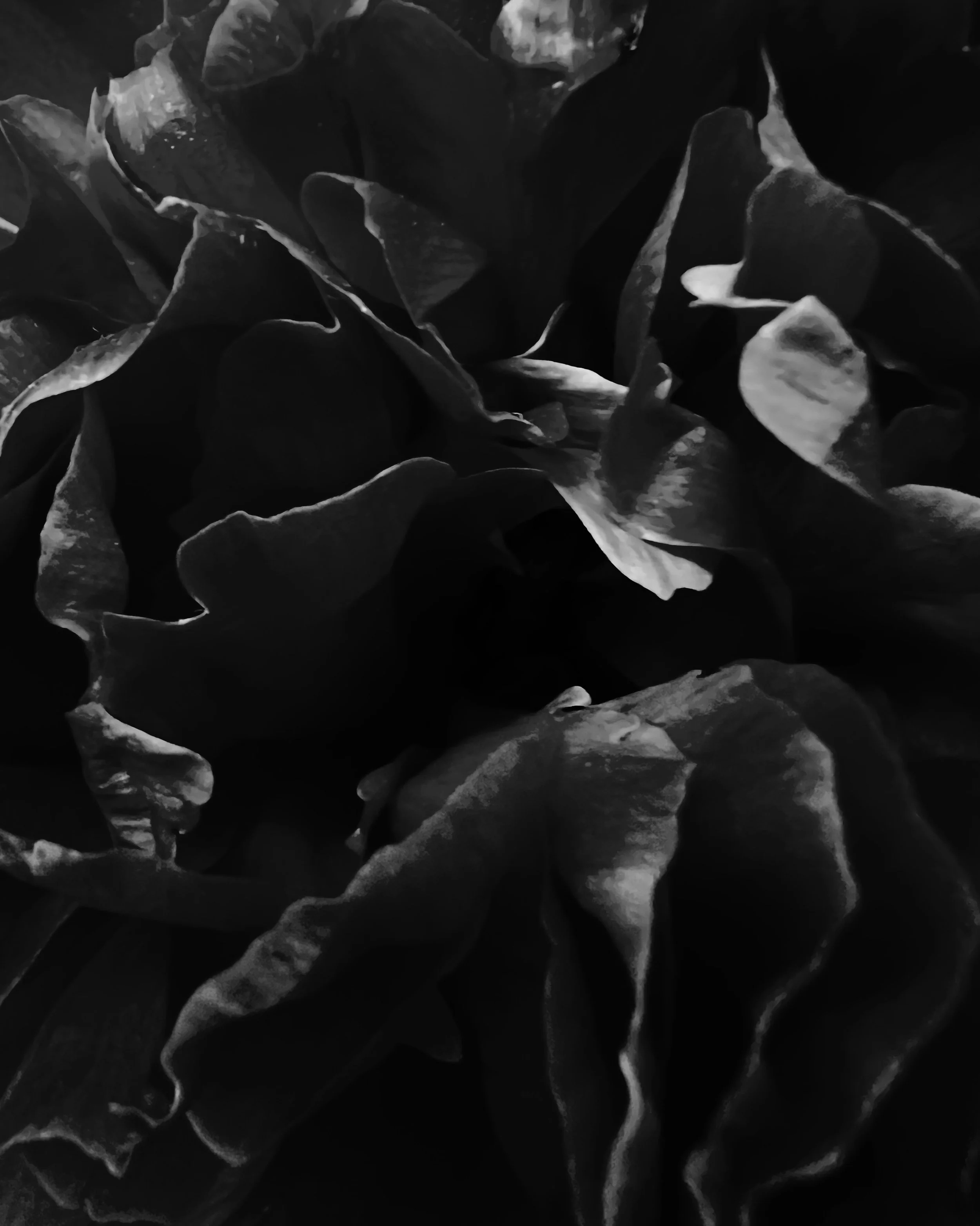 peony.jpg