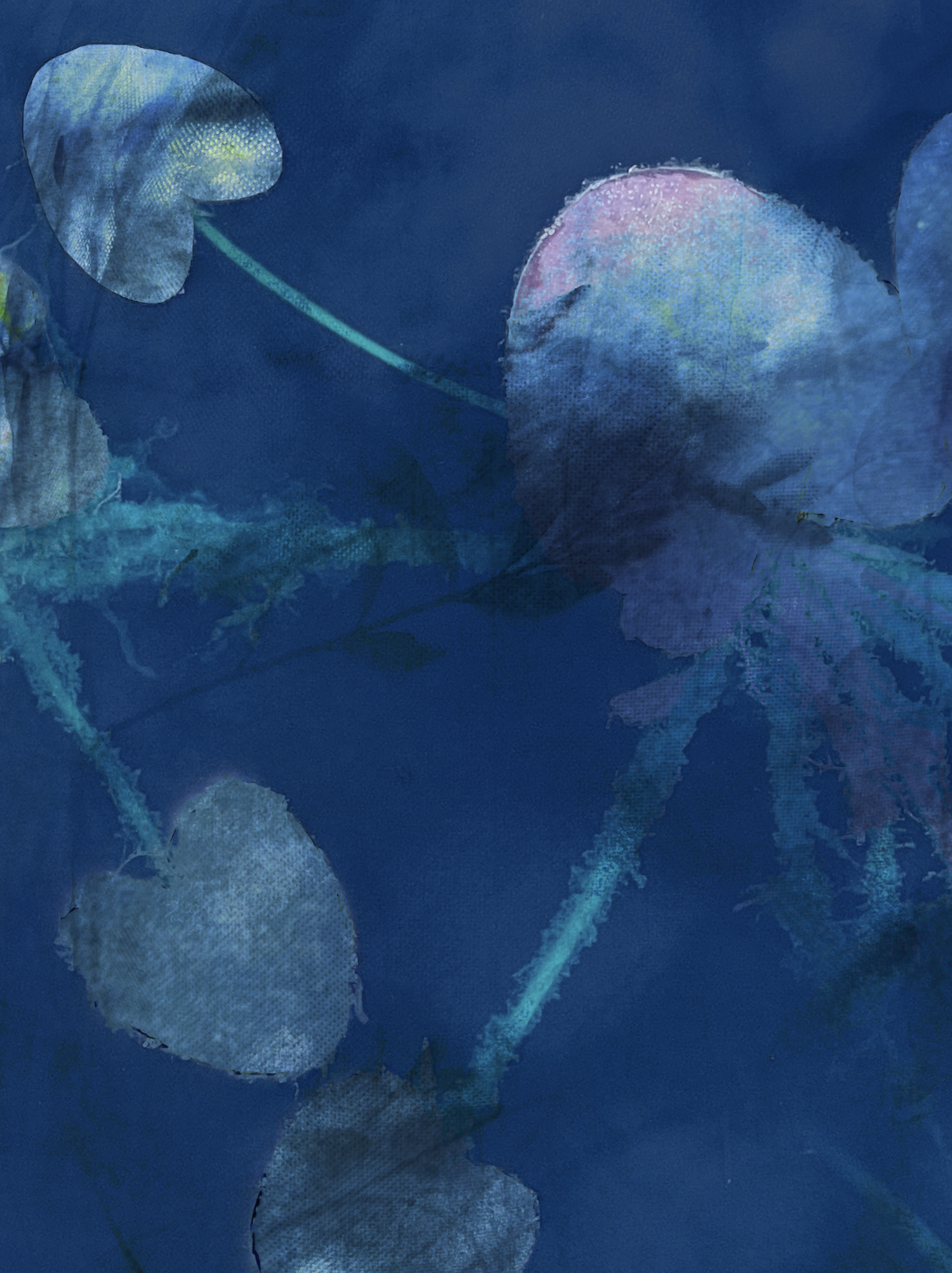Moonbeams and Lillies