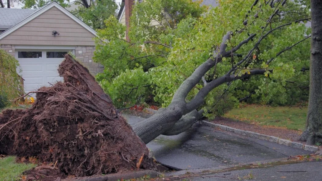 Handling Tree Claims.jpeg