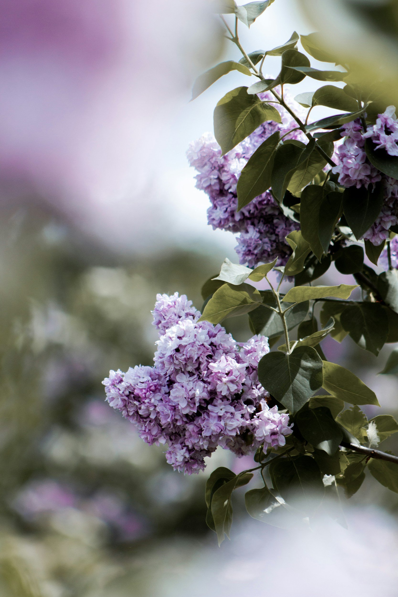 Rochester Lilac Festival at Highland Park