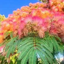 Silk Tree_Flower.jpeg