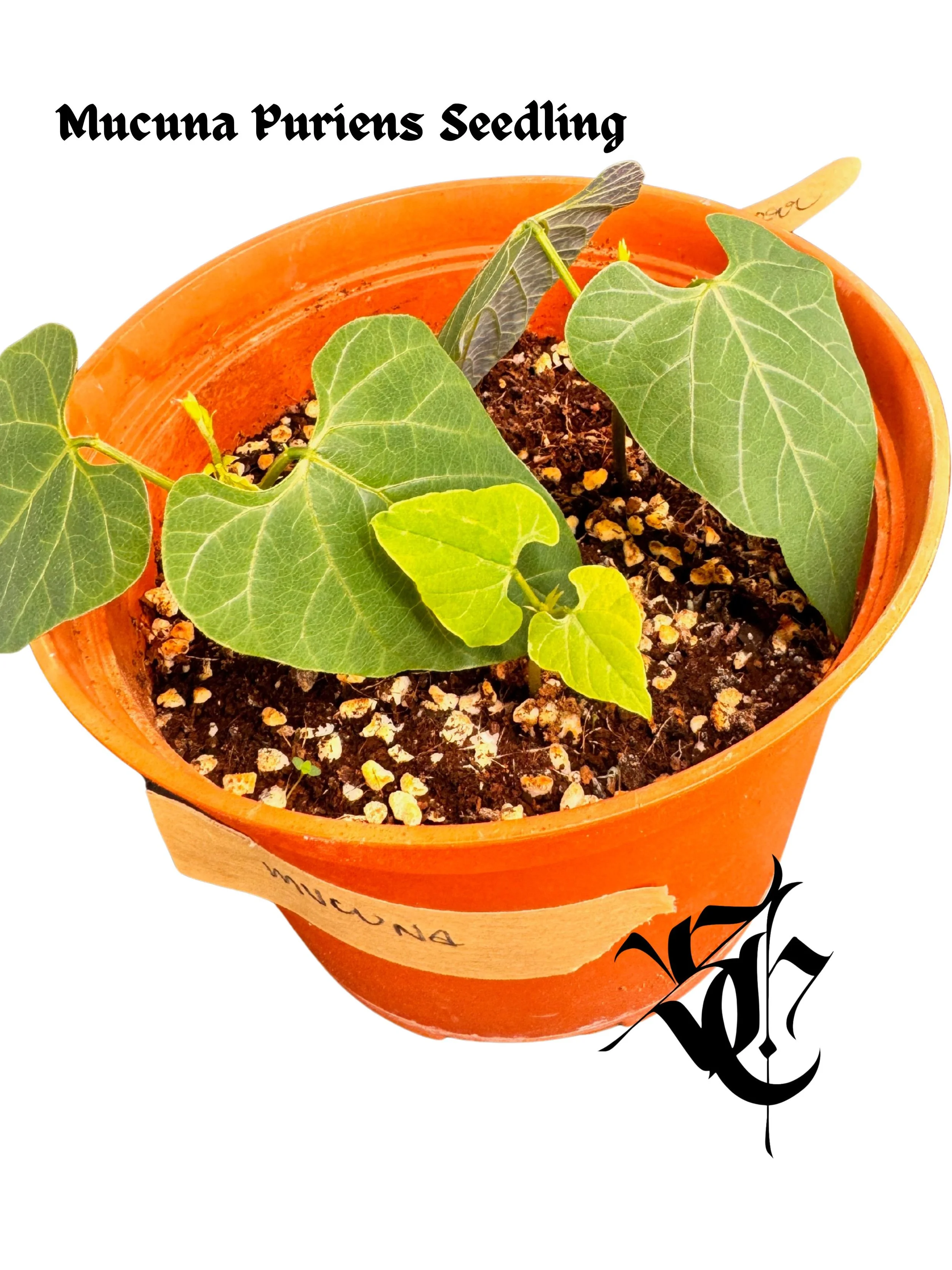 Mucuna Puriens Plant (1).jpg