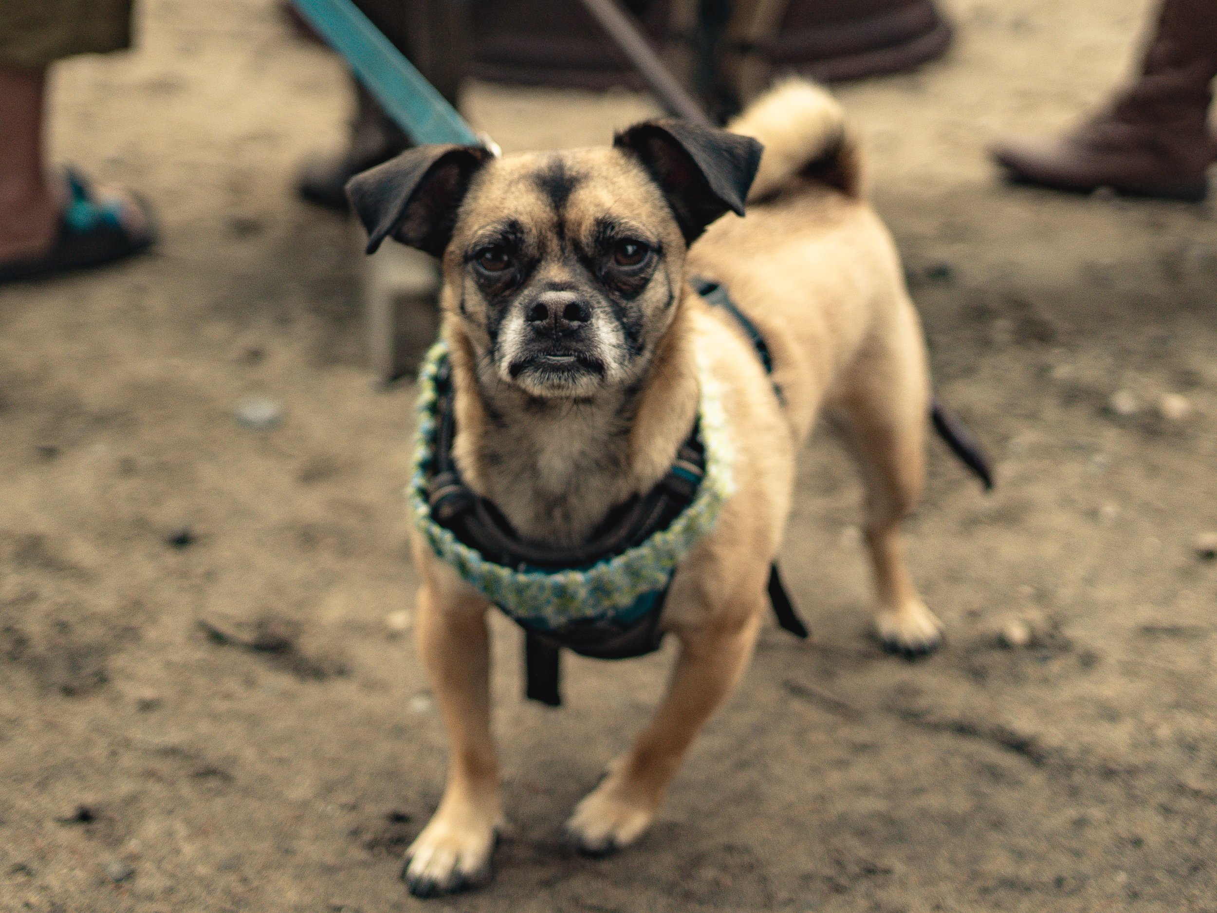 Dogs-19.jpg
