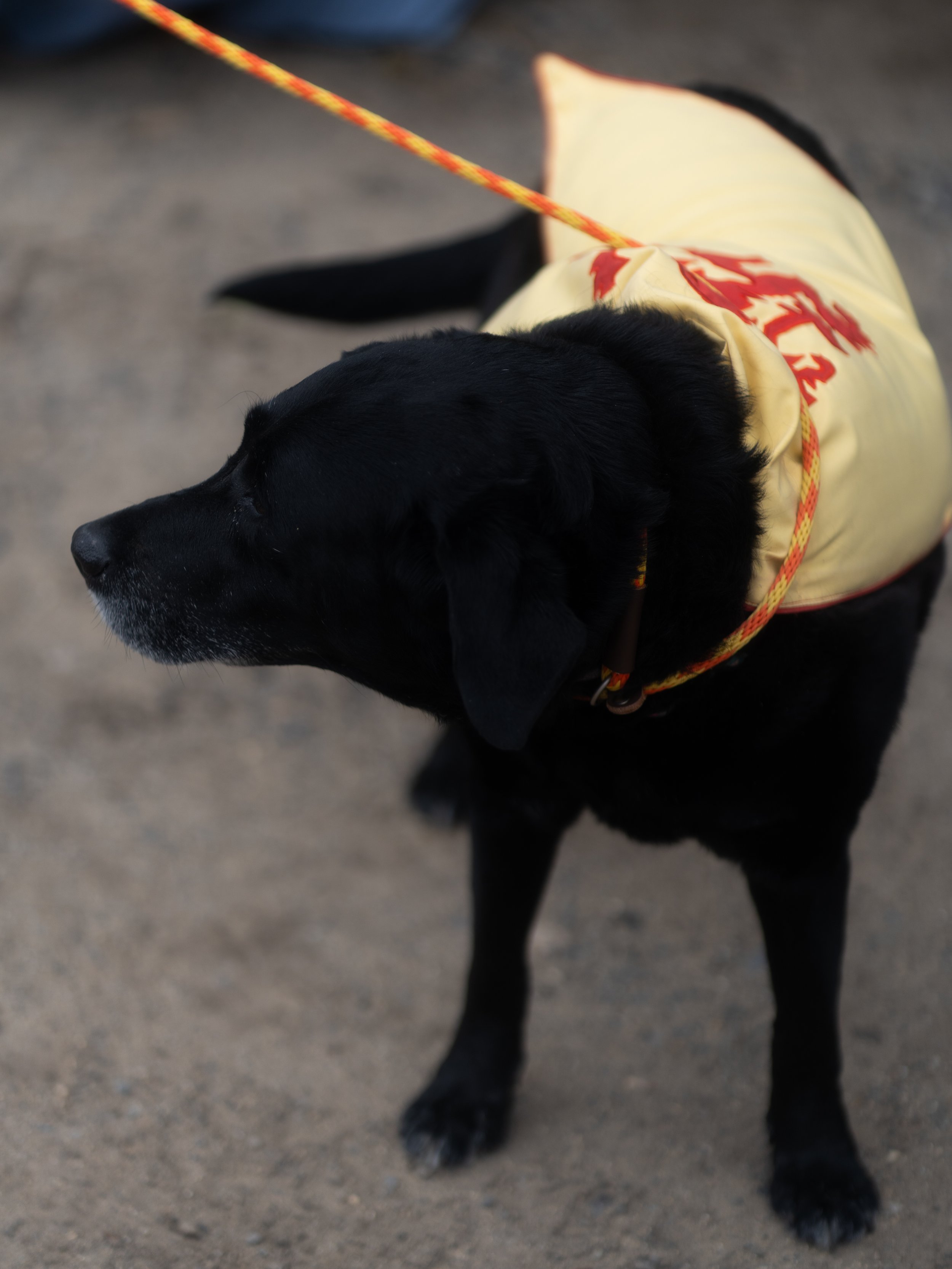 Dogs-9.jpg