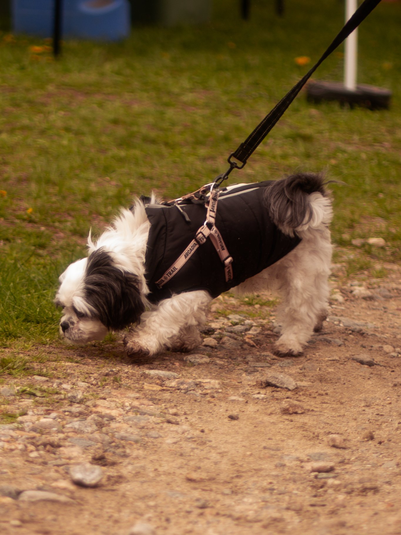 Dogs-2.jpg