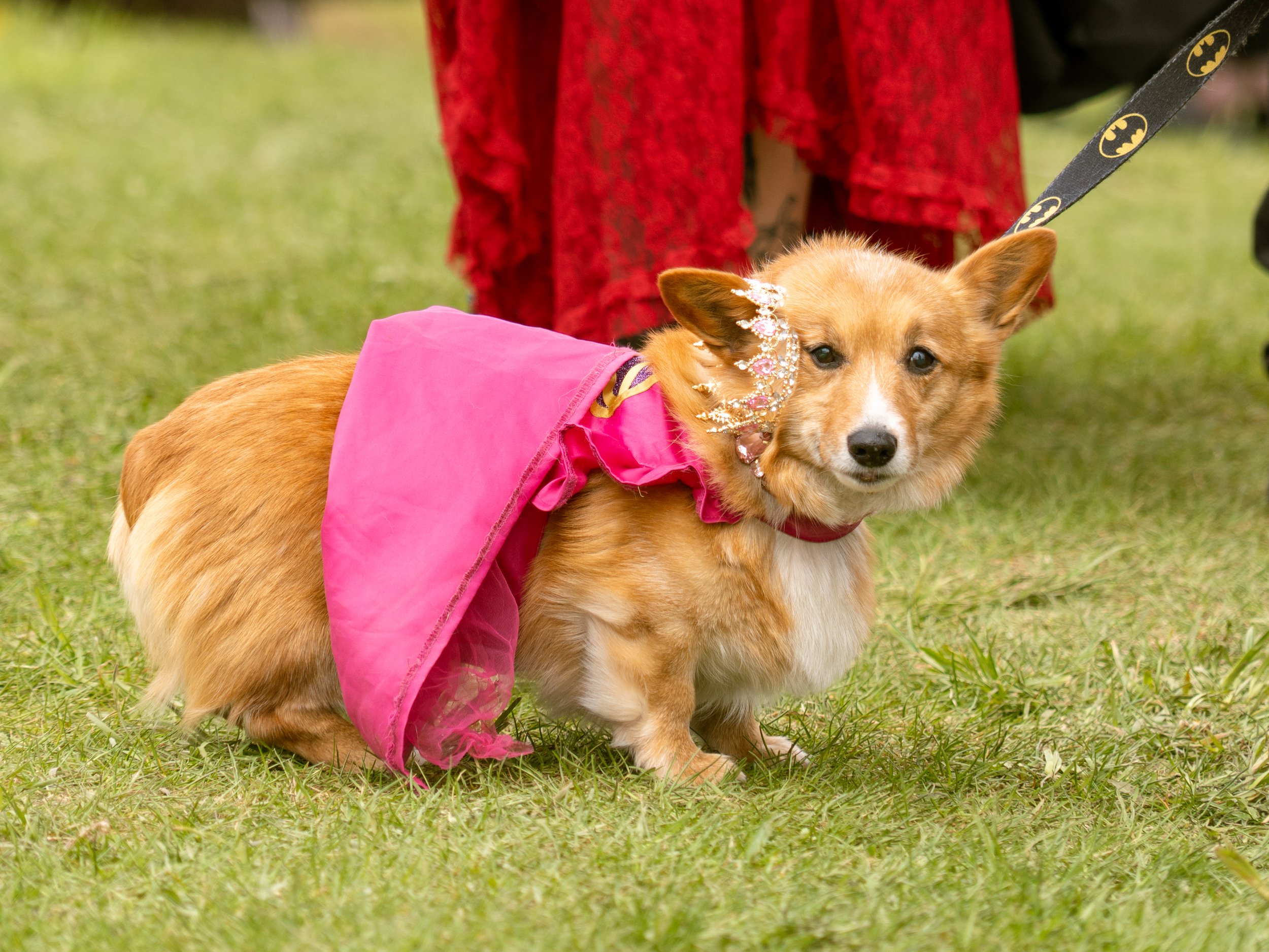 Dogs-21.jpg