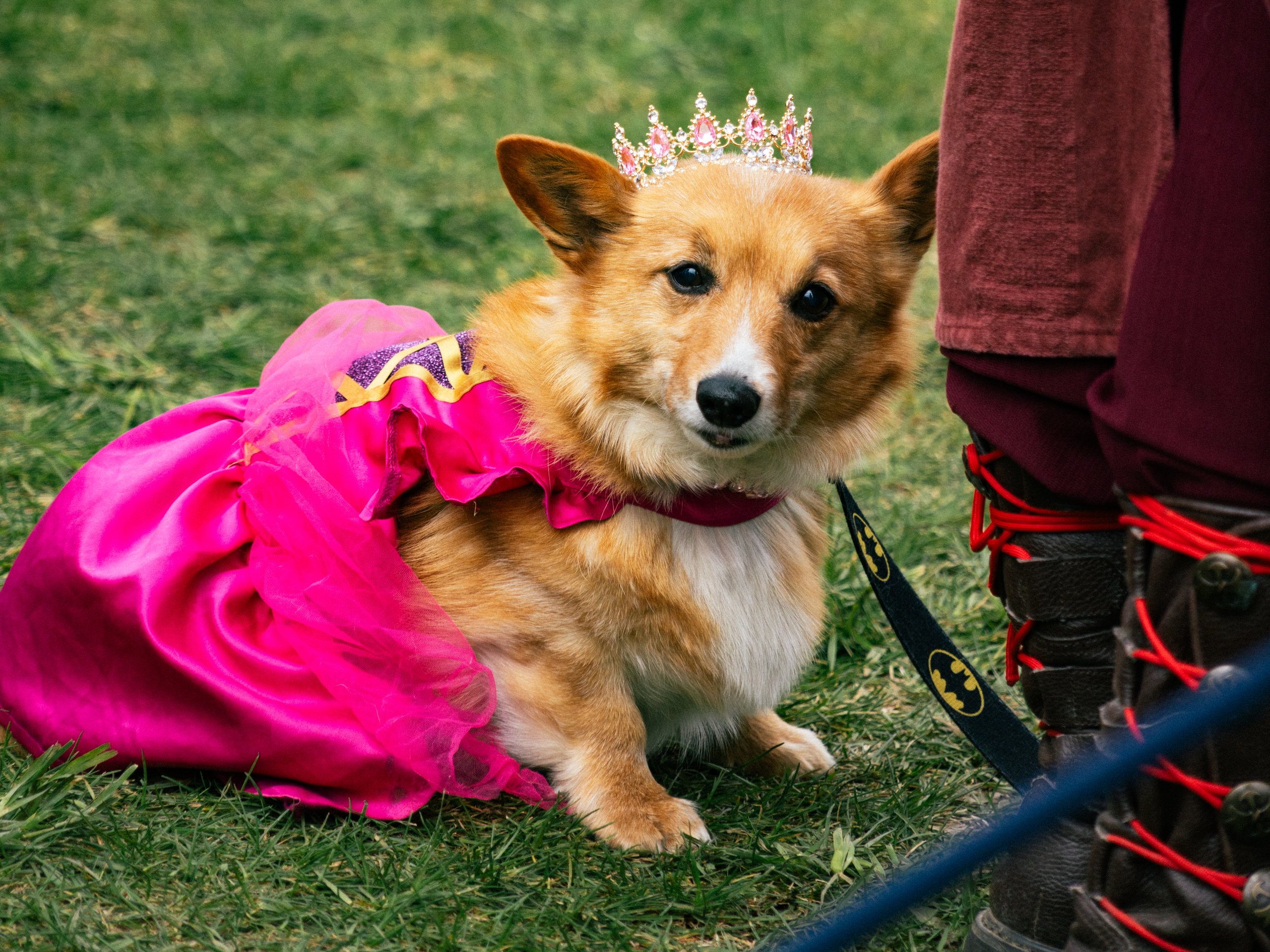 Dogs-23.jpg