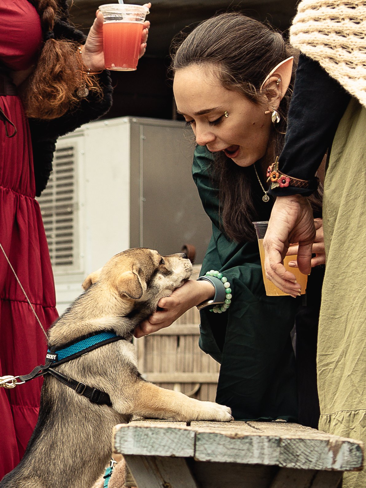 Dogs-17.jpg