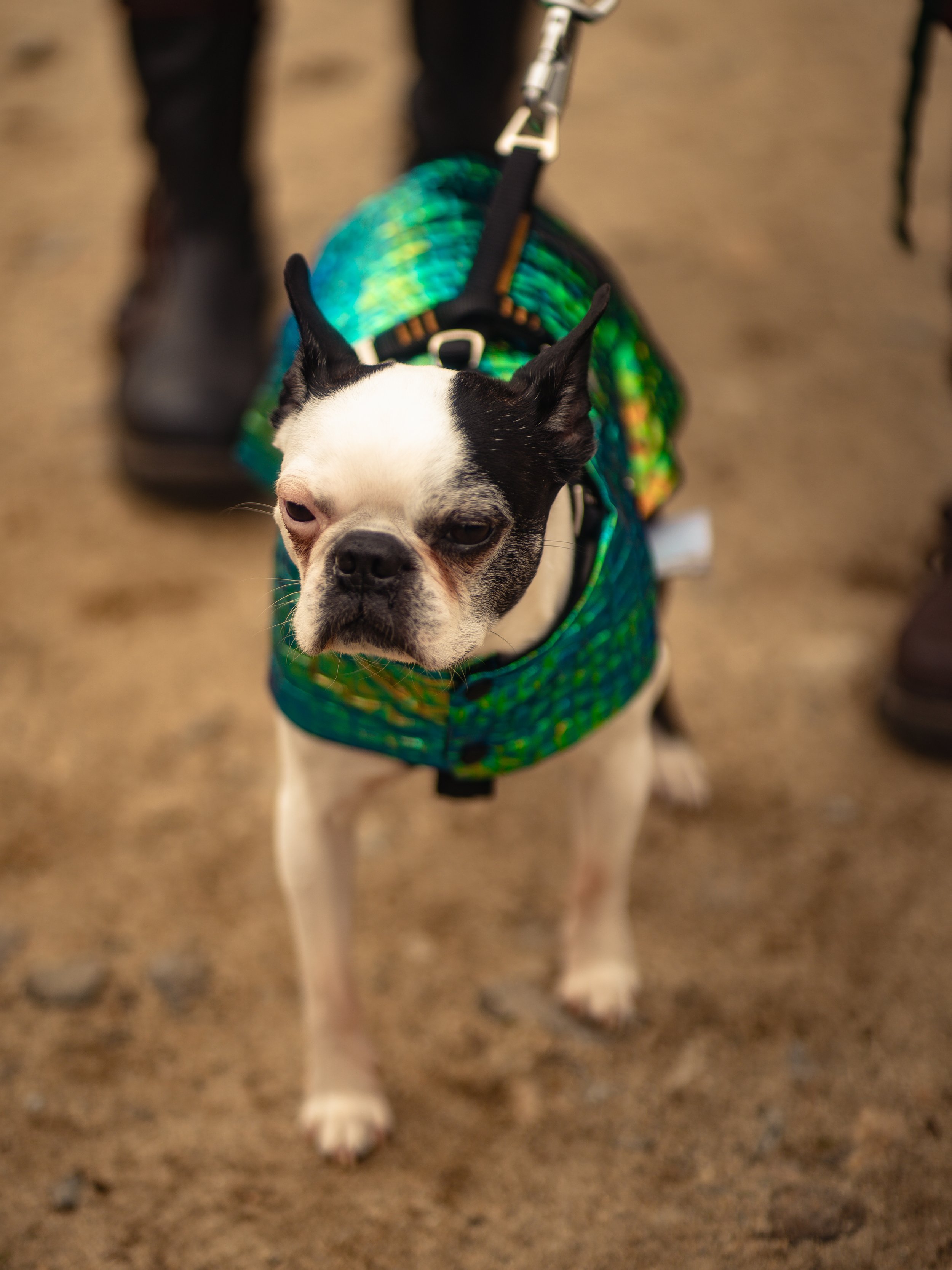 Dogs-3.jpg