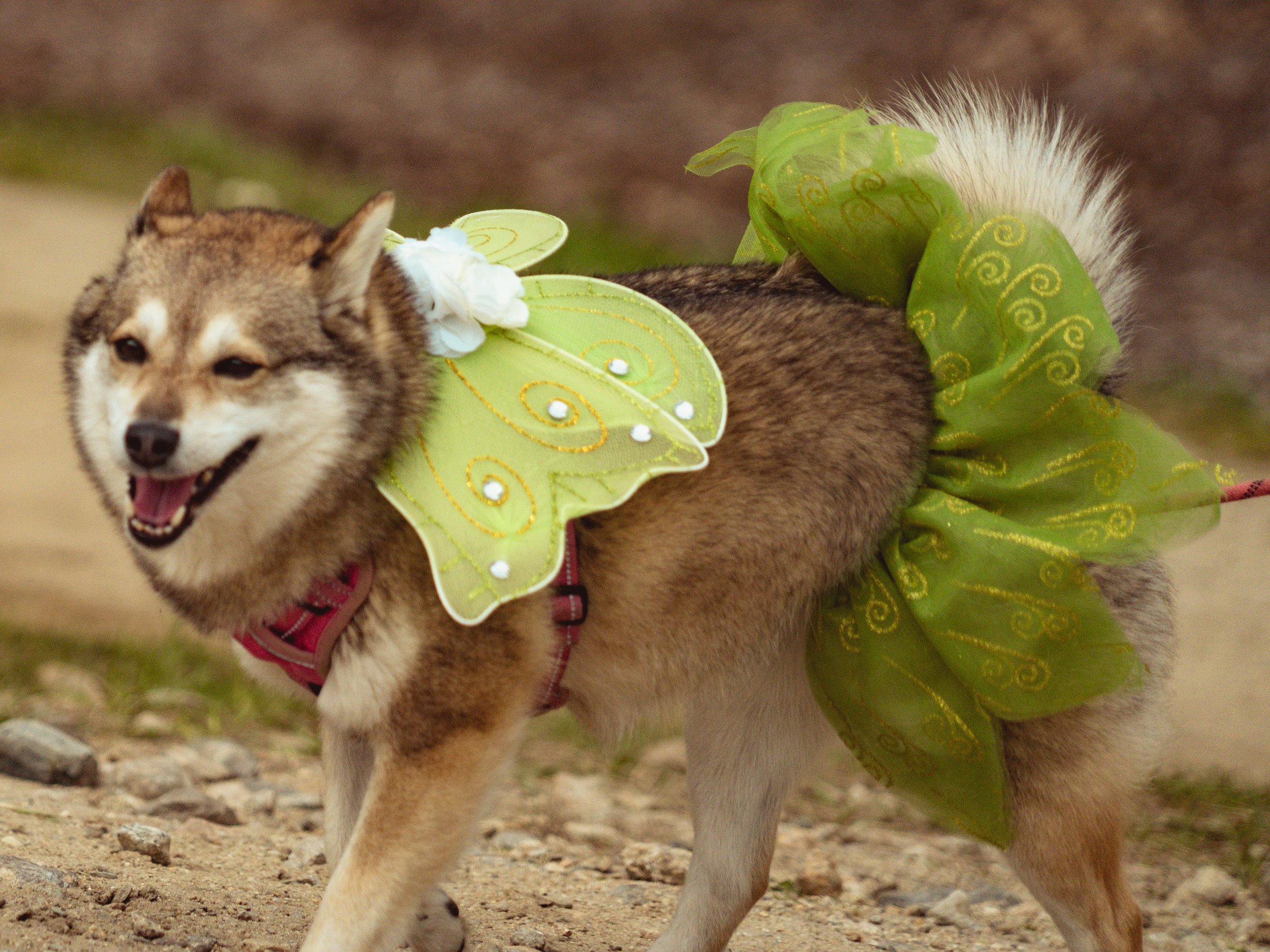 Dogs-27.jpg