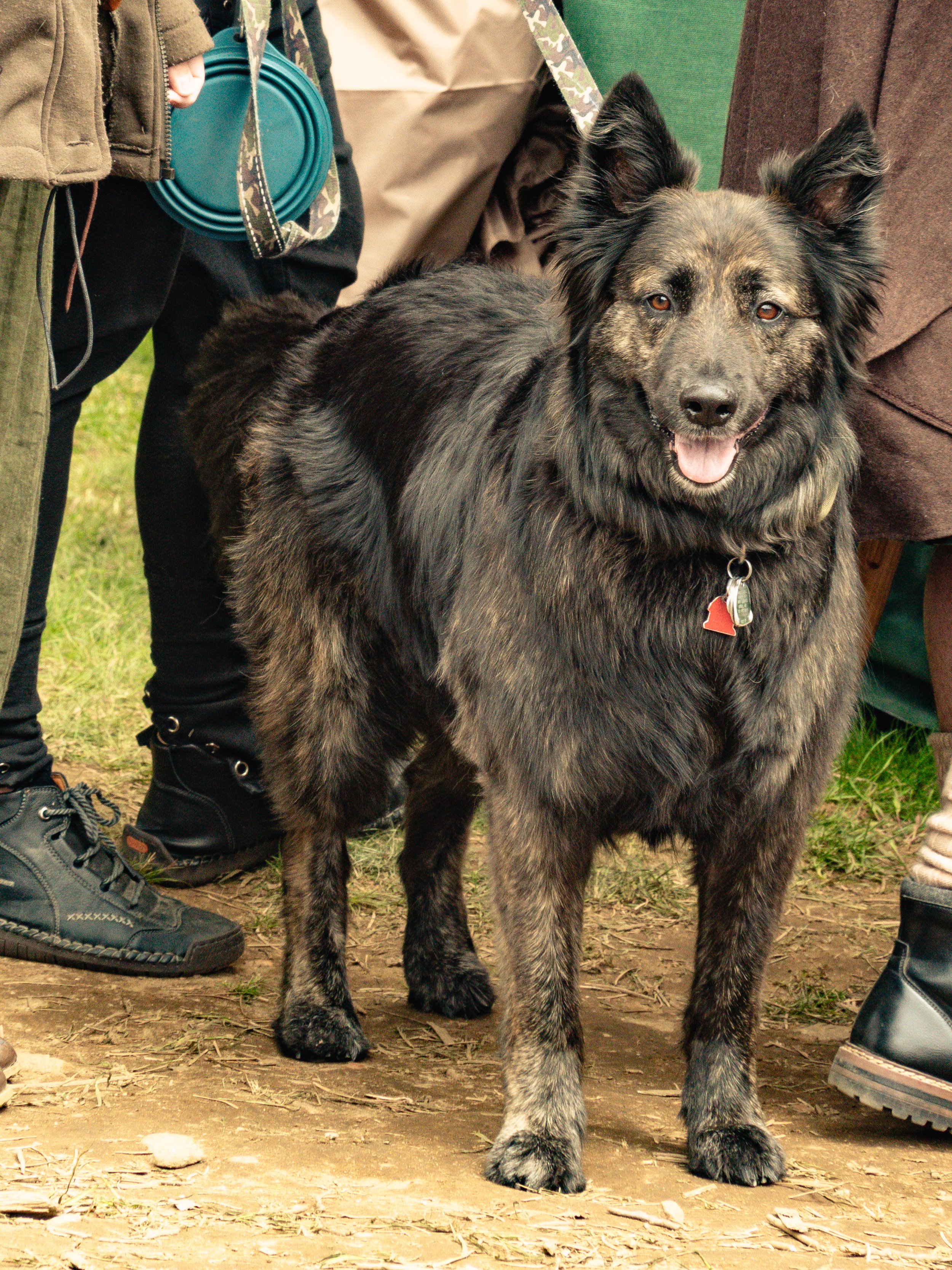 Dogs-24.jpg