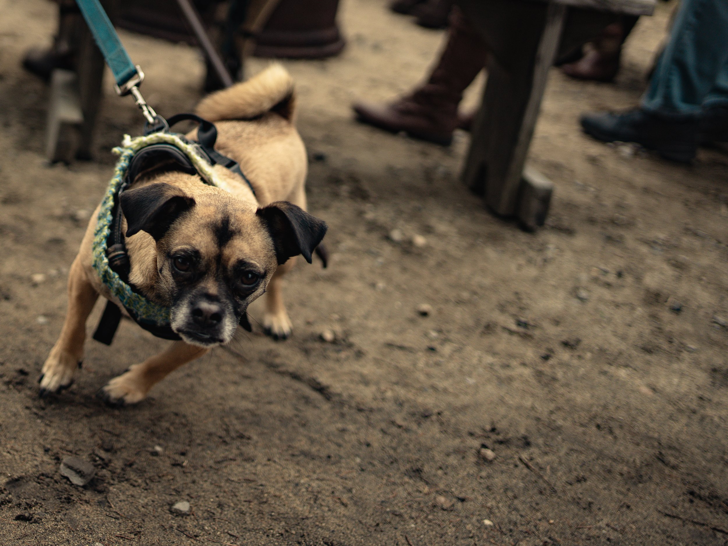 Dogs-18.jpg
