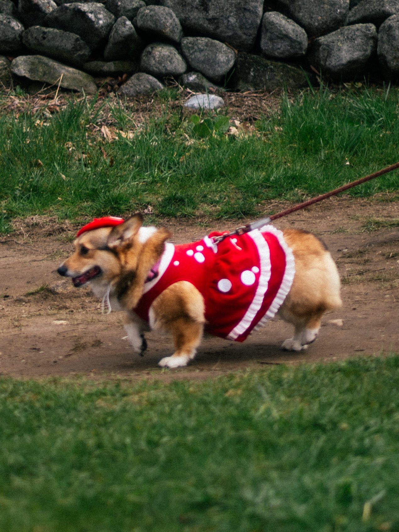 Dogs-7.jpg