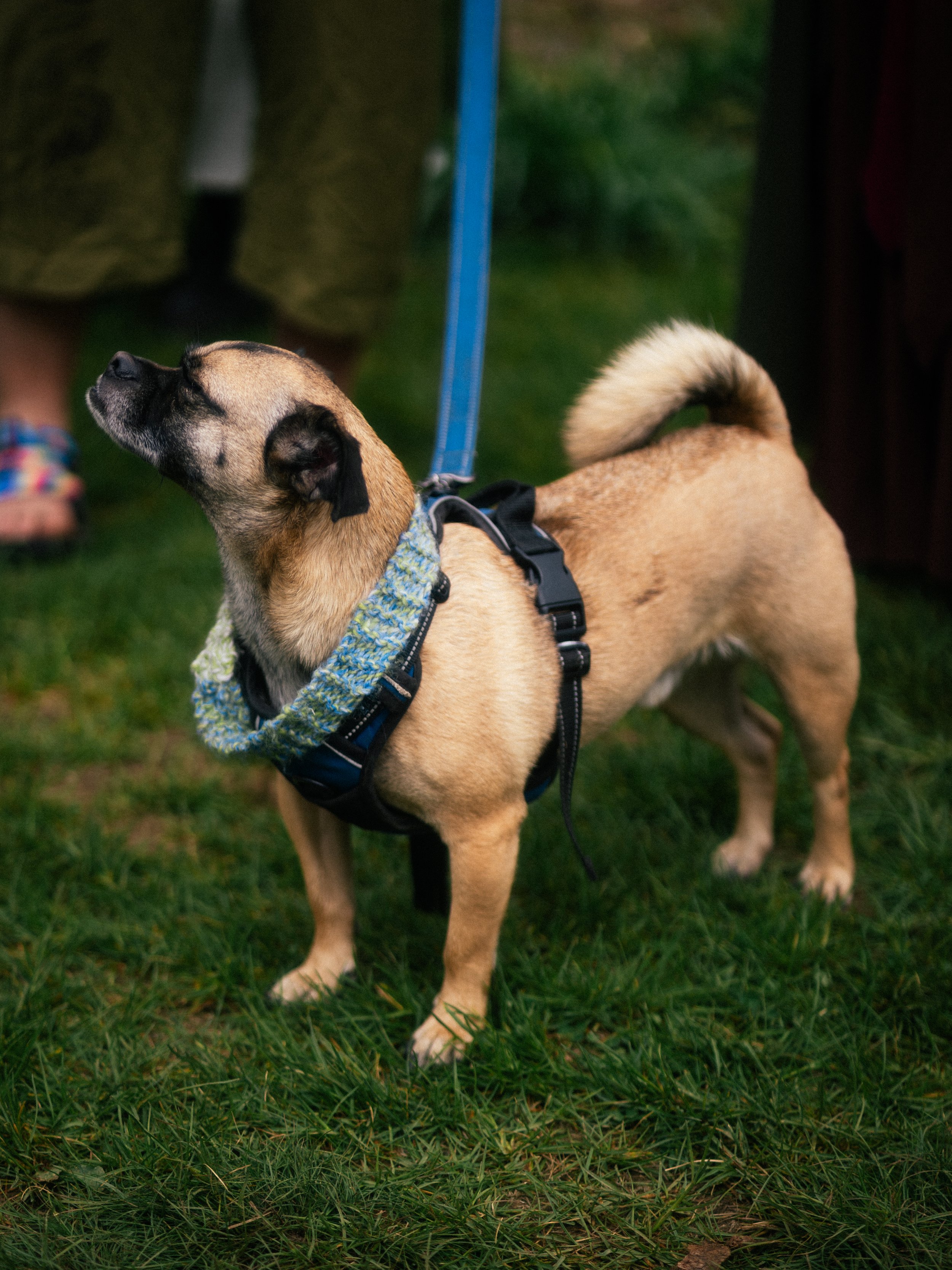 Dogs-8.jpg