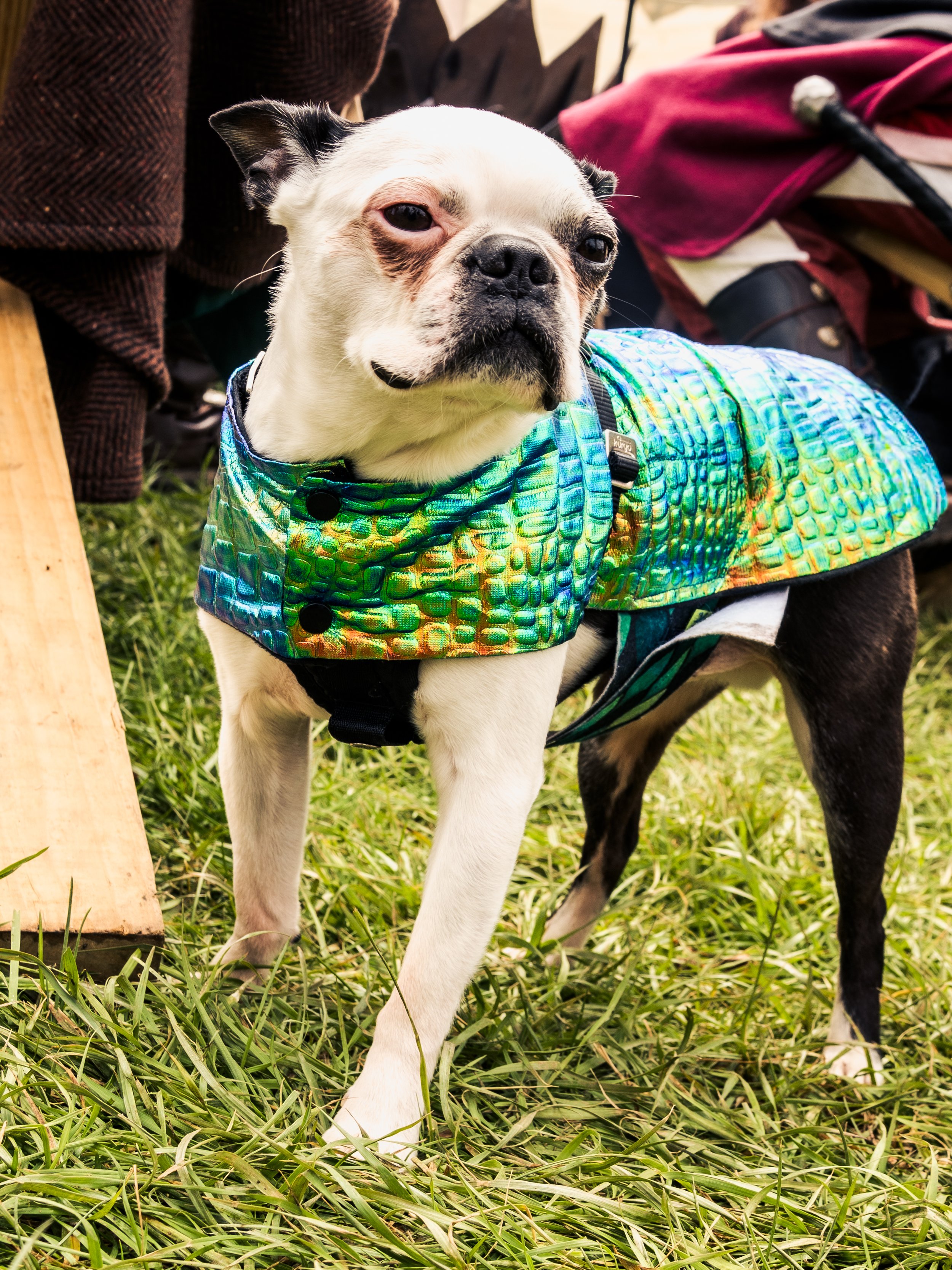 Dogs-12.jpg