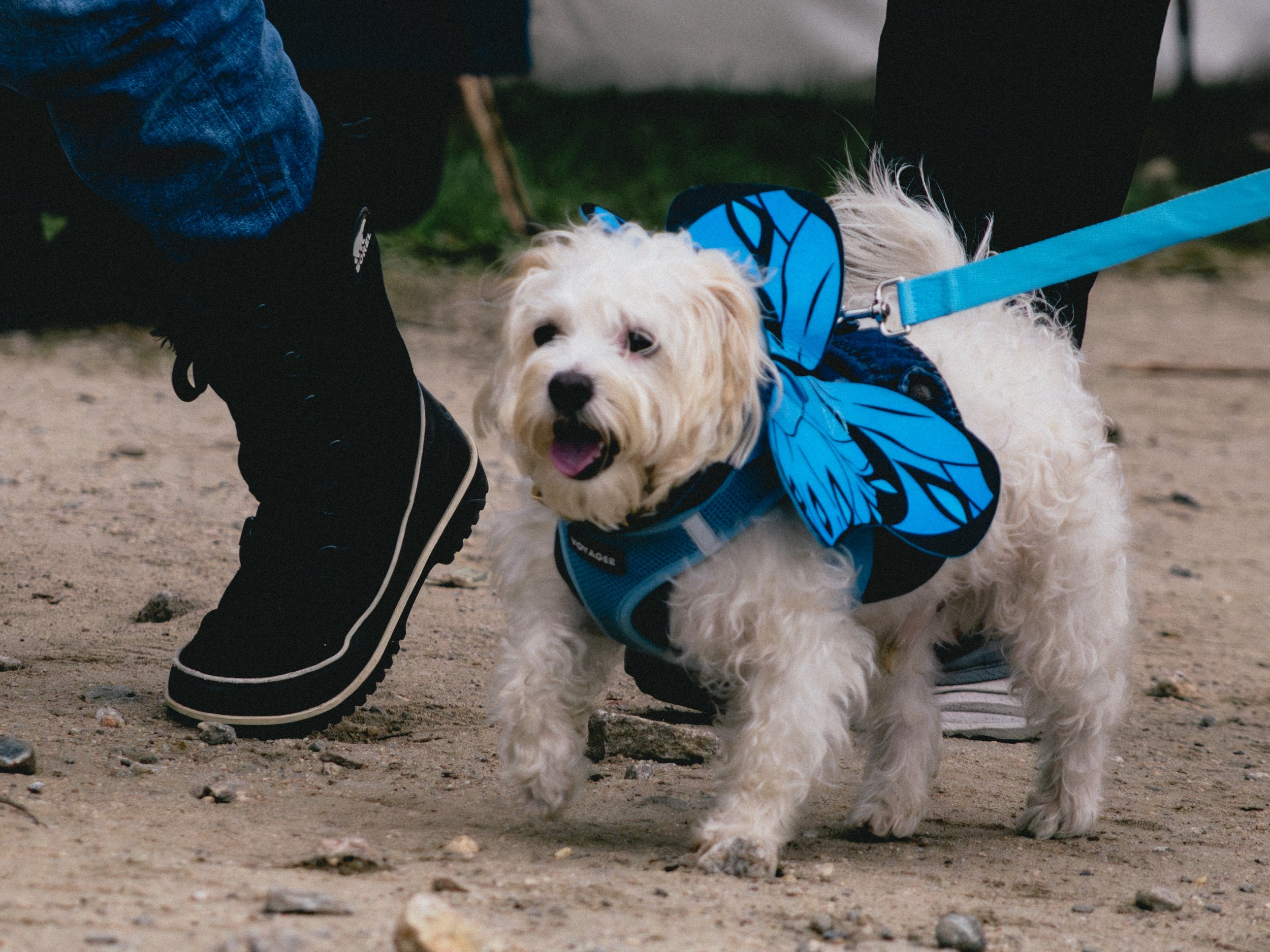 Dogs-28.jpg