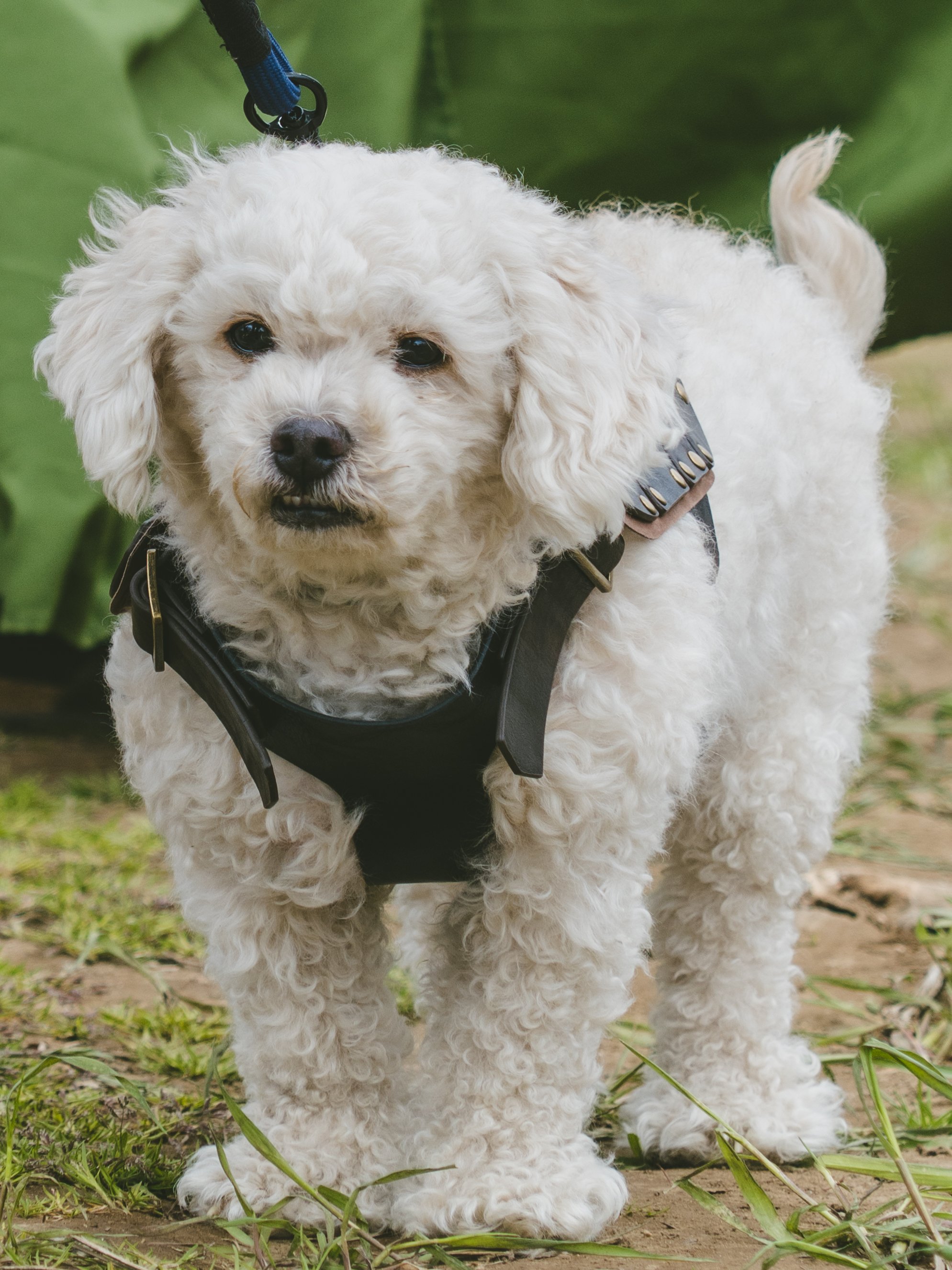 Dogs-22.jpg