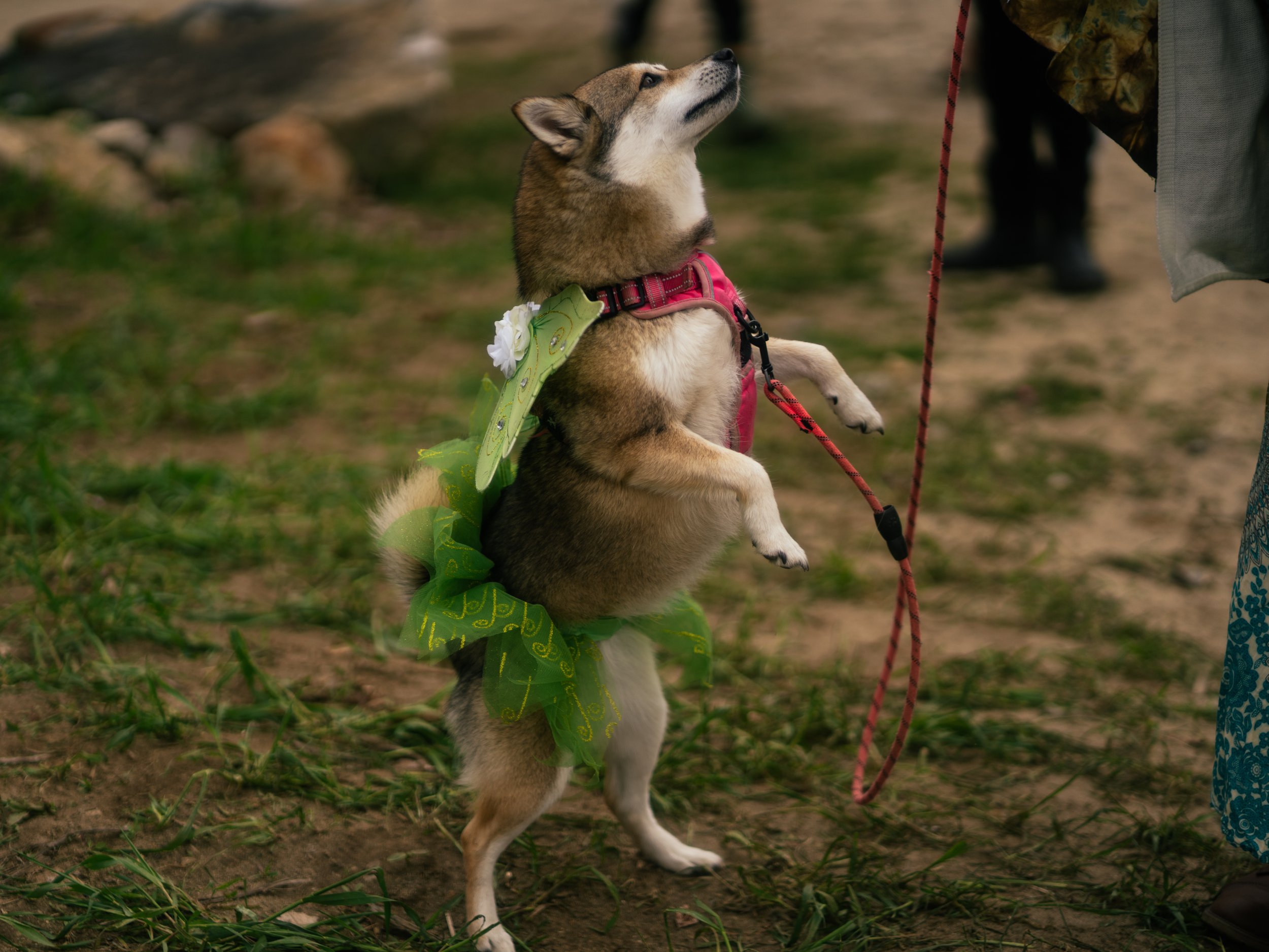 Dogs-10.jpg