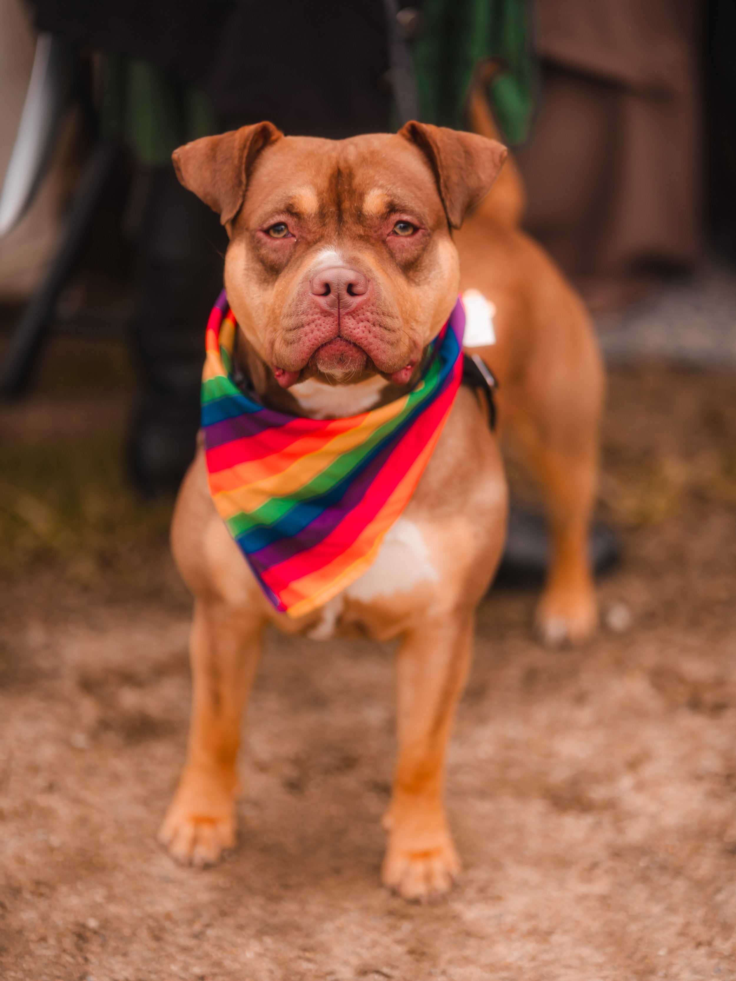 Dogs-1.jpg