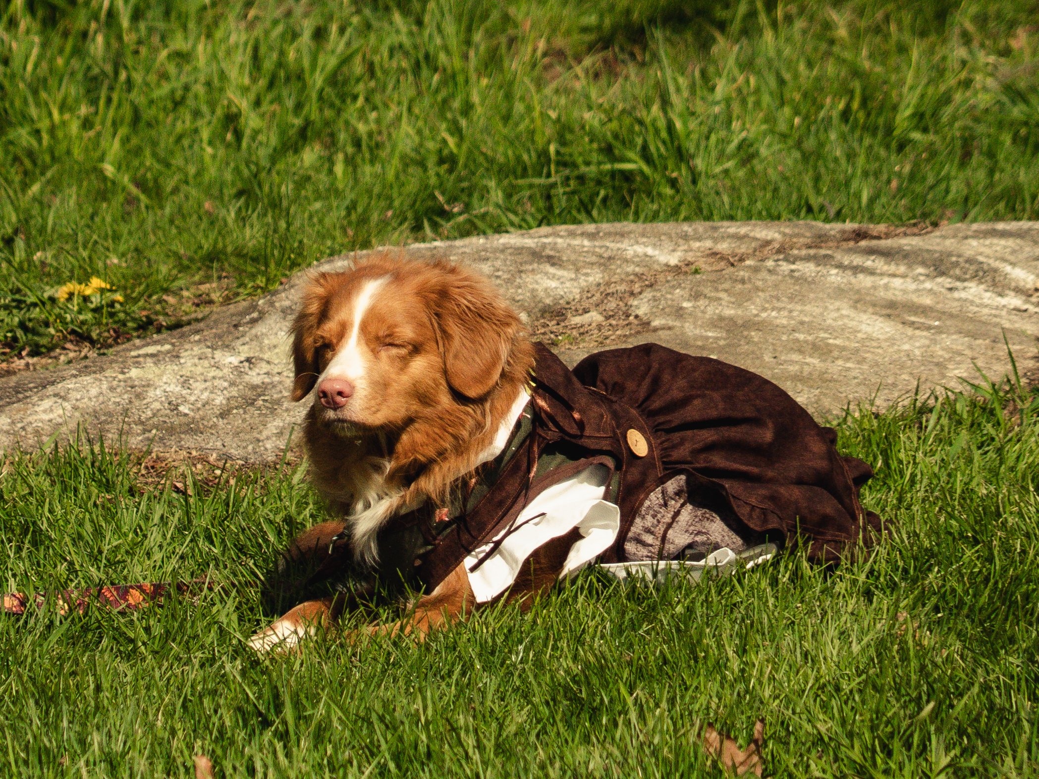 Dogs-30.jpg