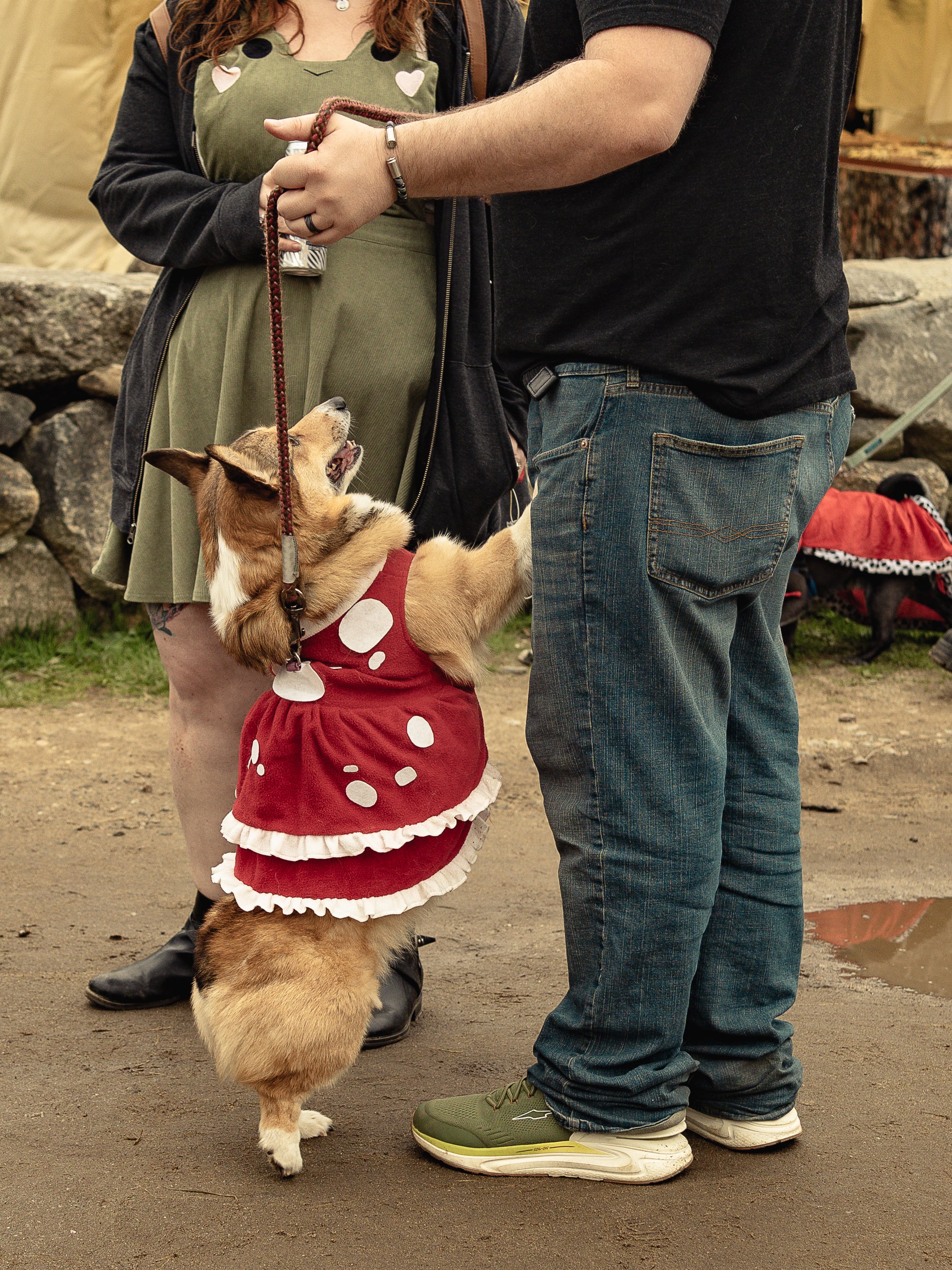 Dogs-14.jpg
