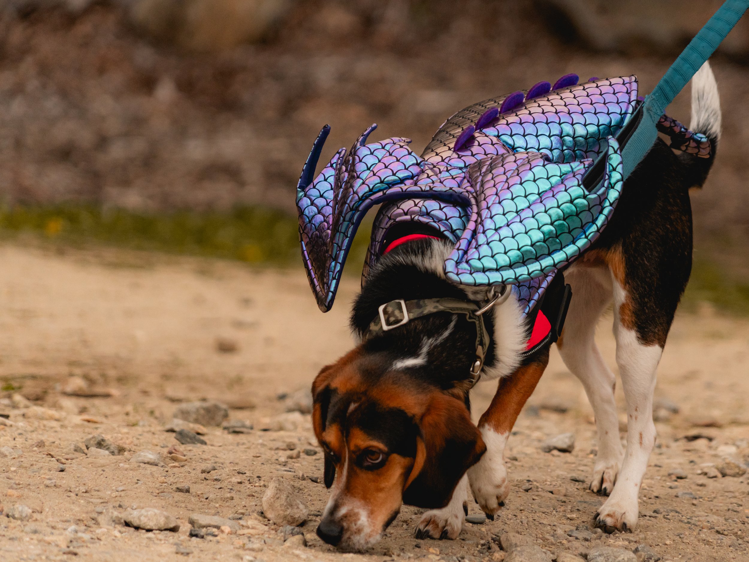 Dogs-29.jpg